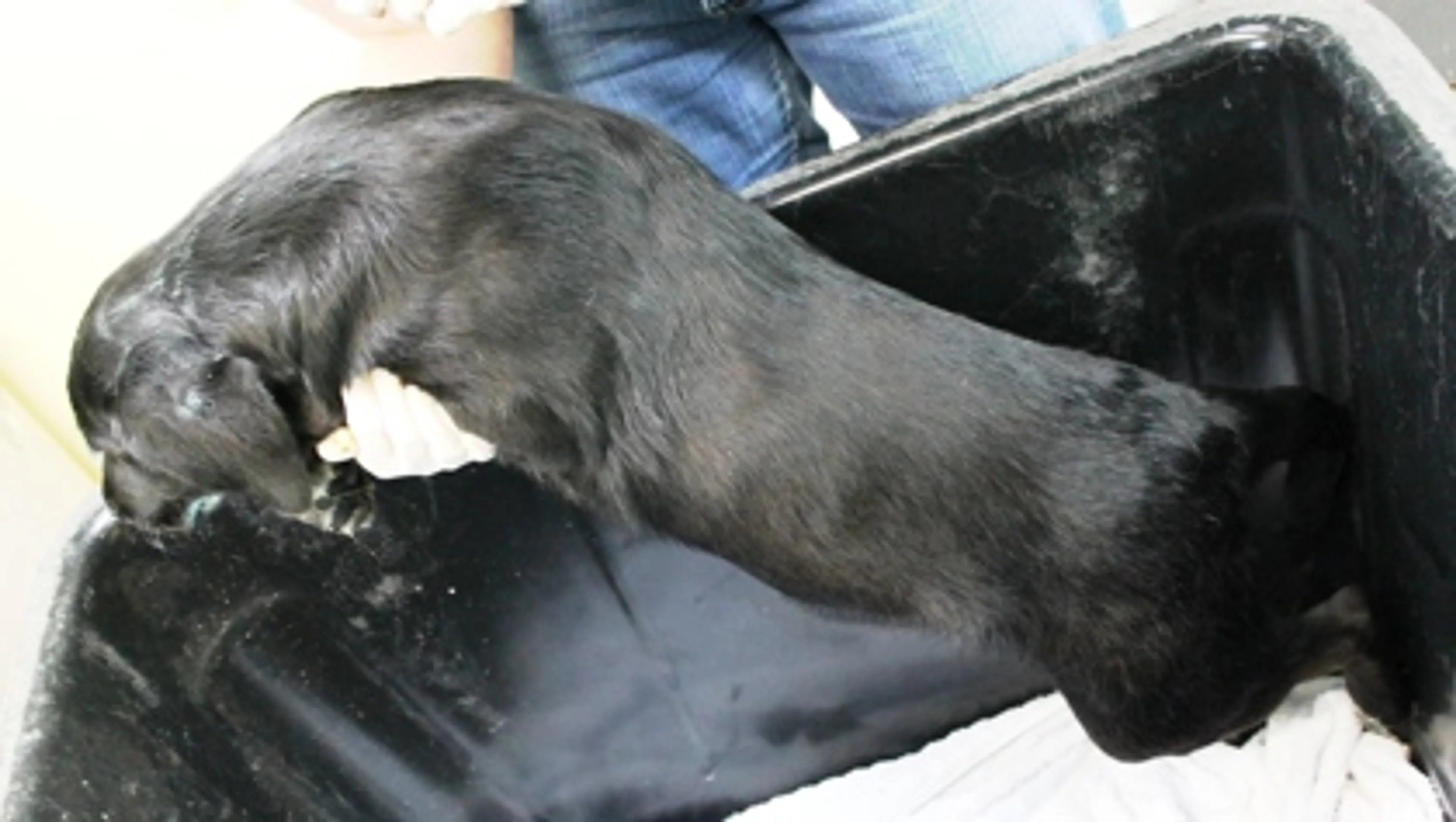 Found pet-1
