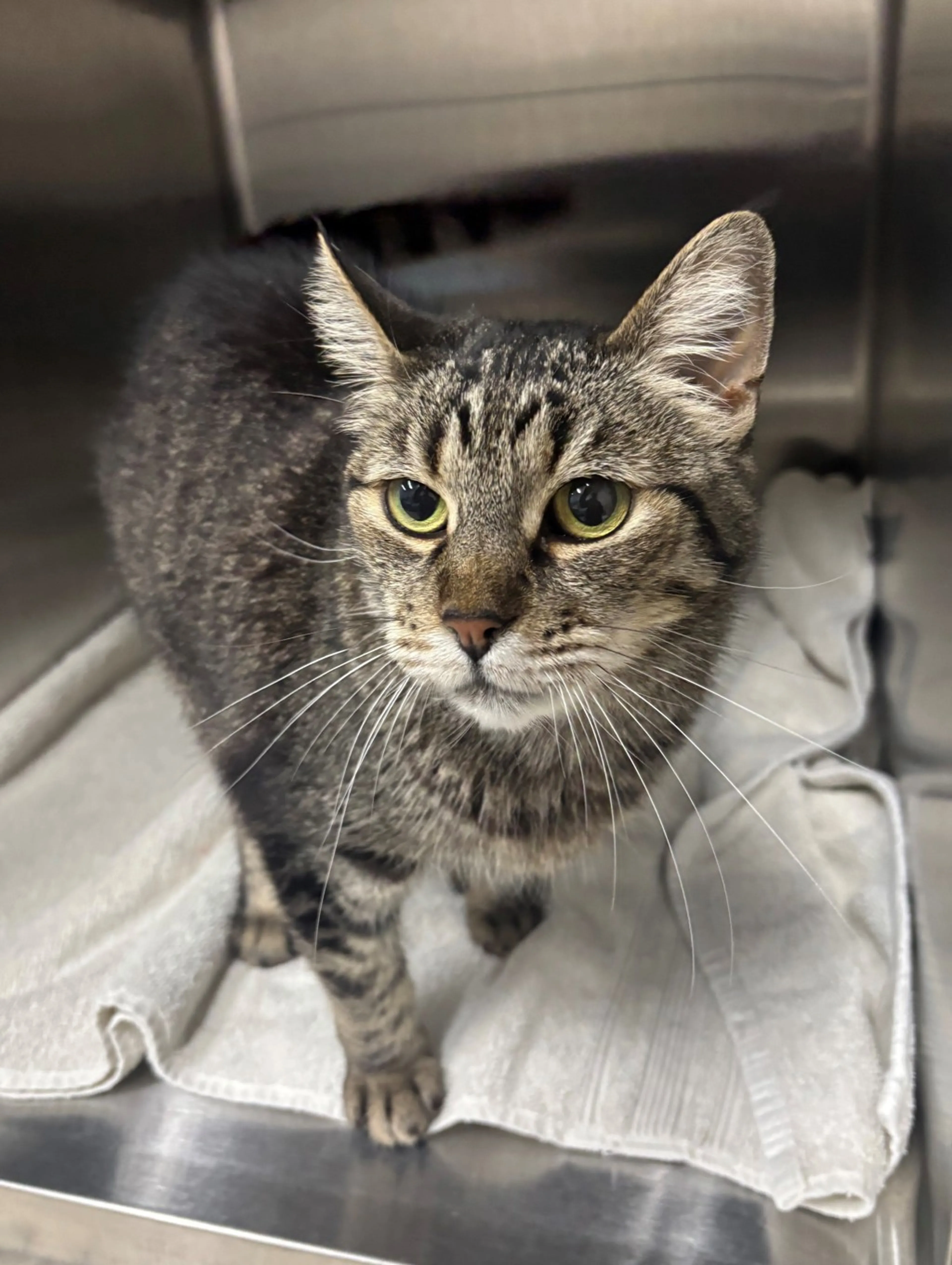 Found pet