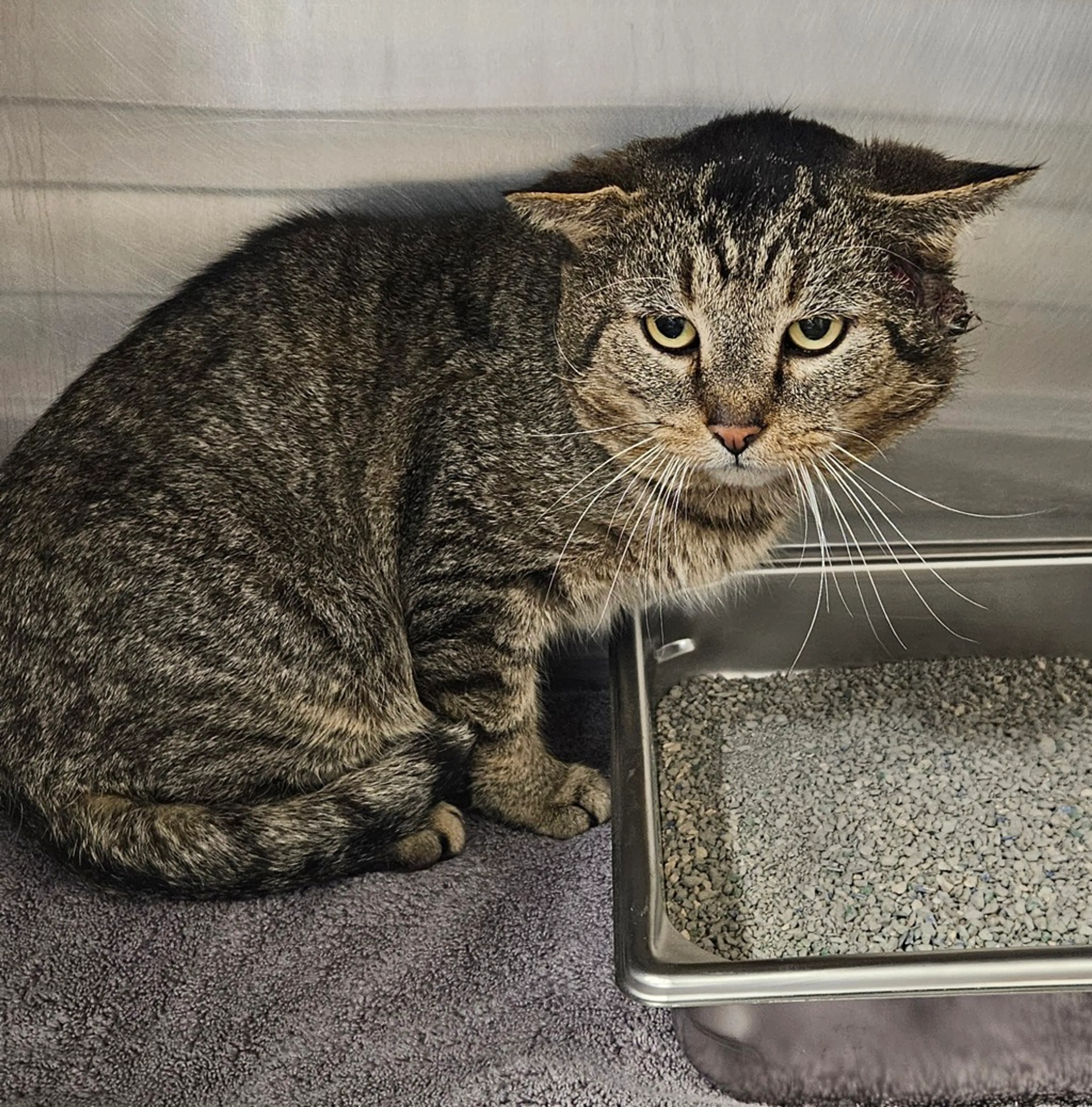 Found pet