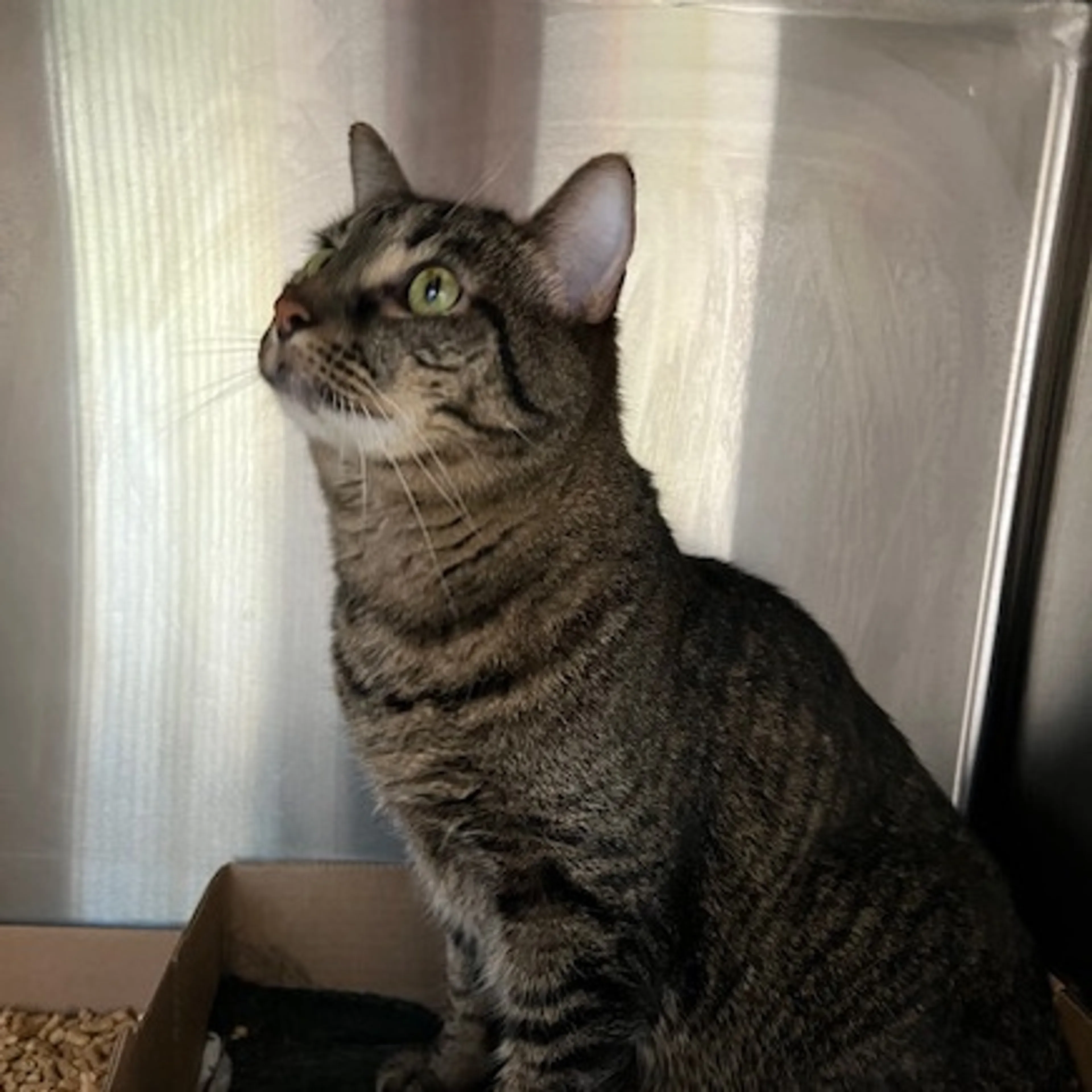 Found pet-1