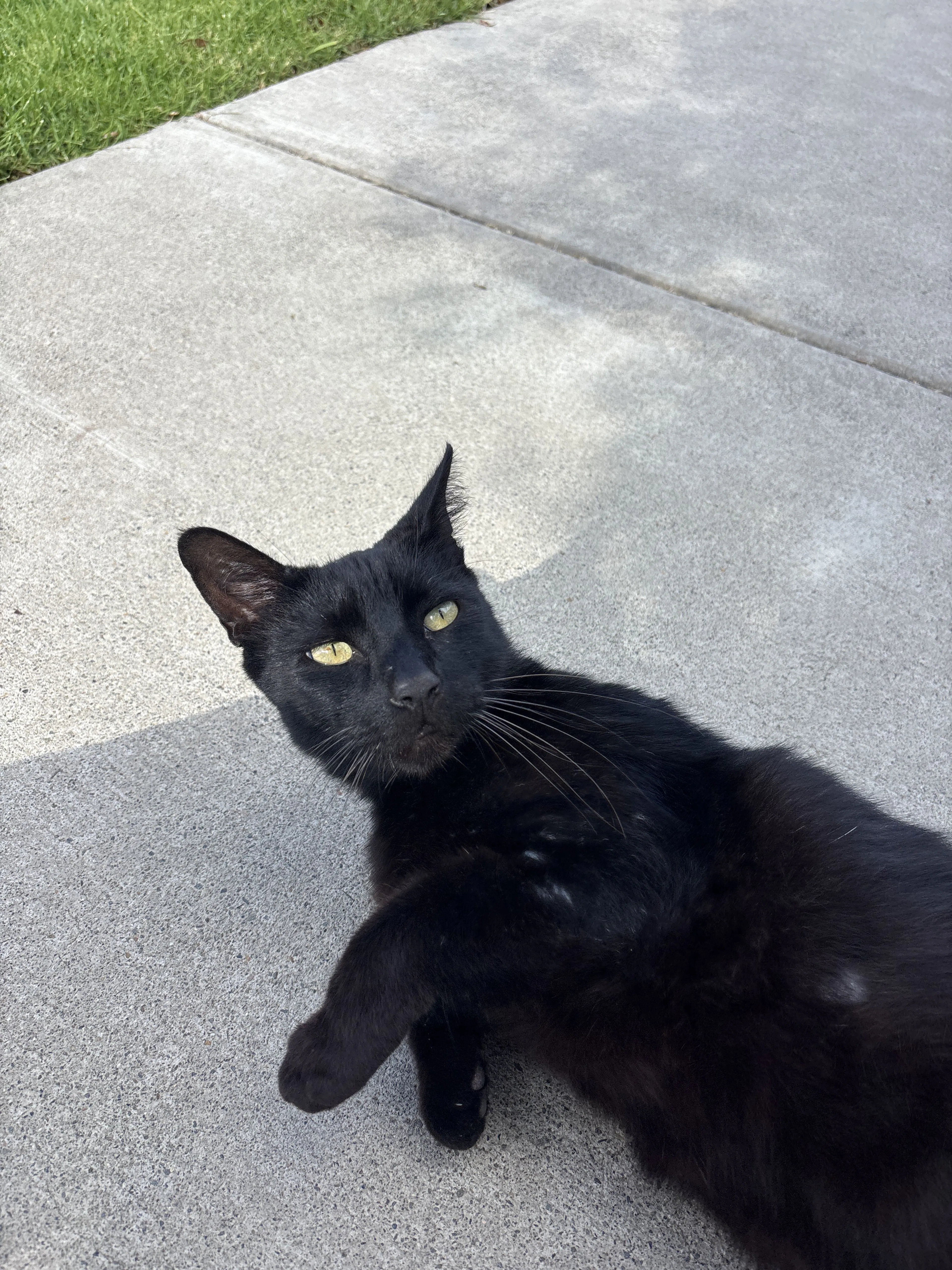 Lost pet
