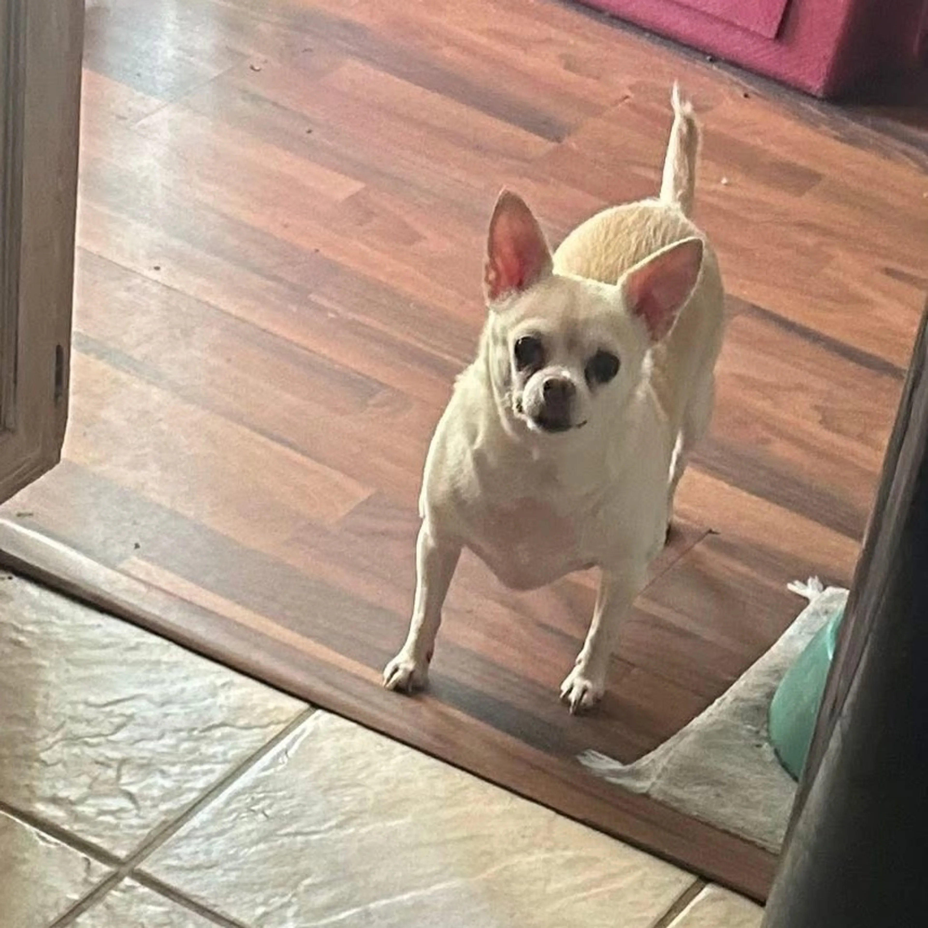 Found pet-3