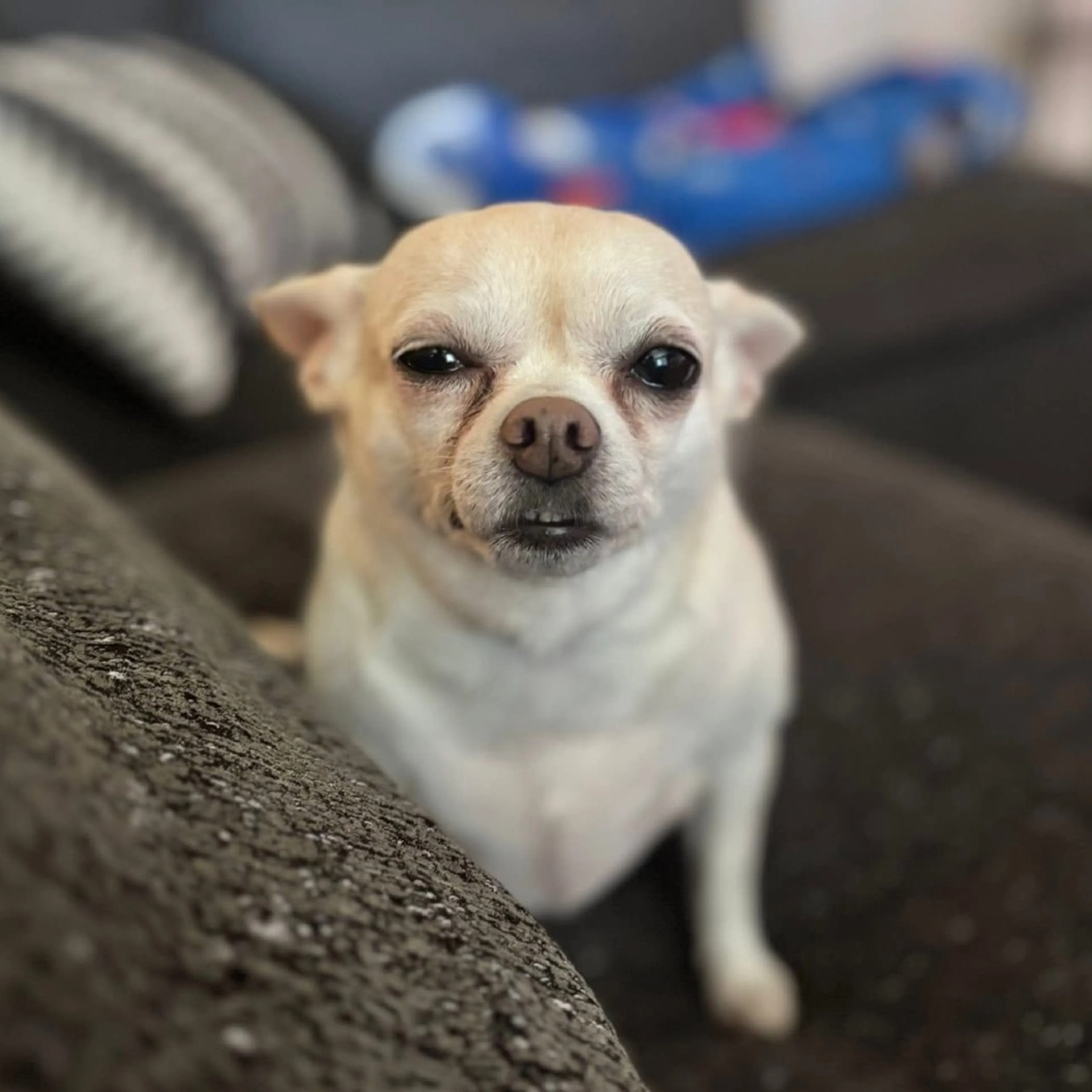 Found pet-18