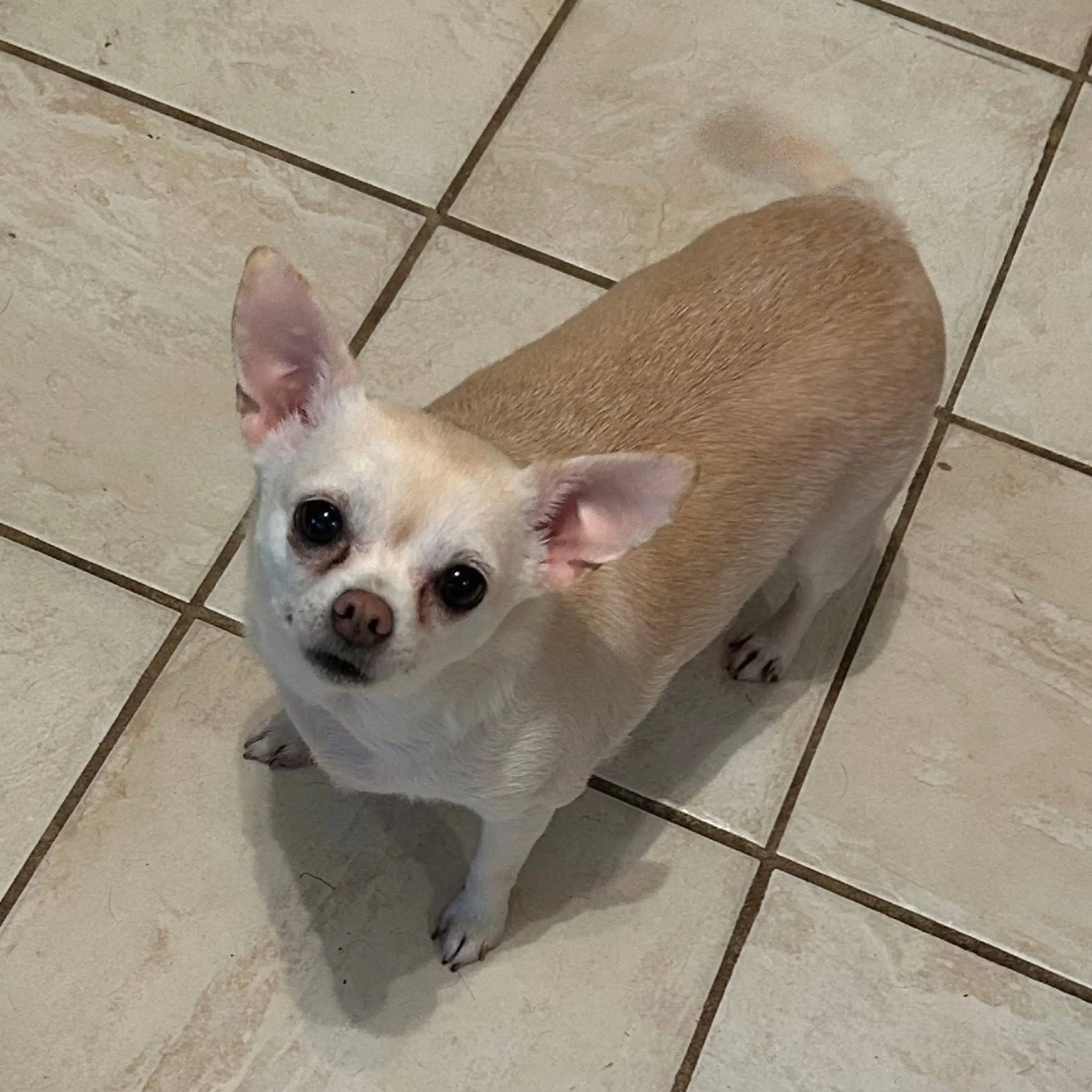 Found pet-7