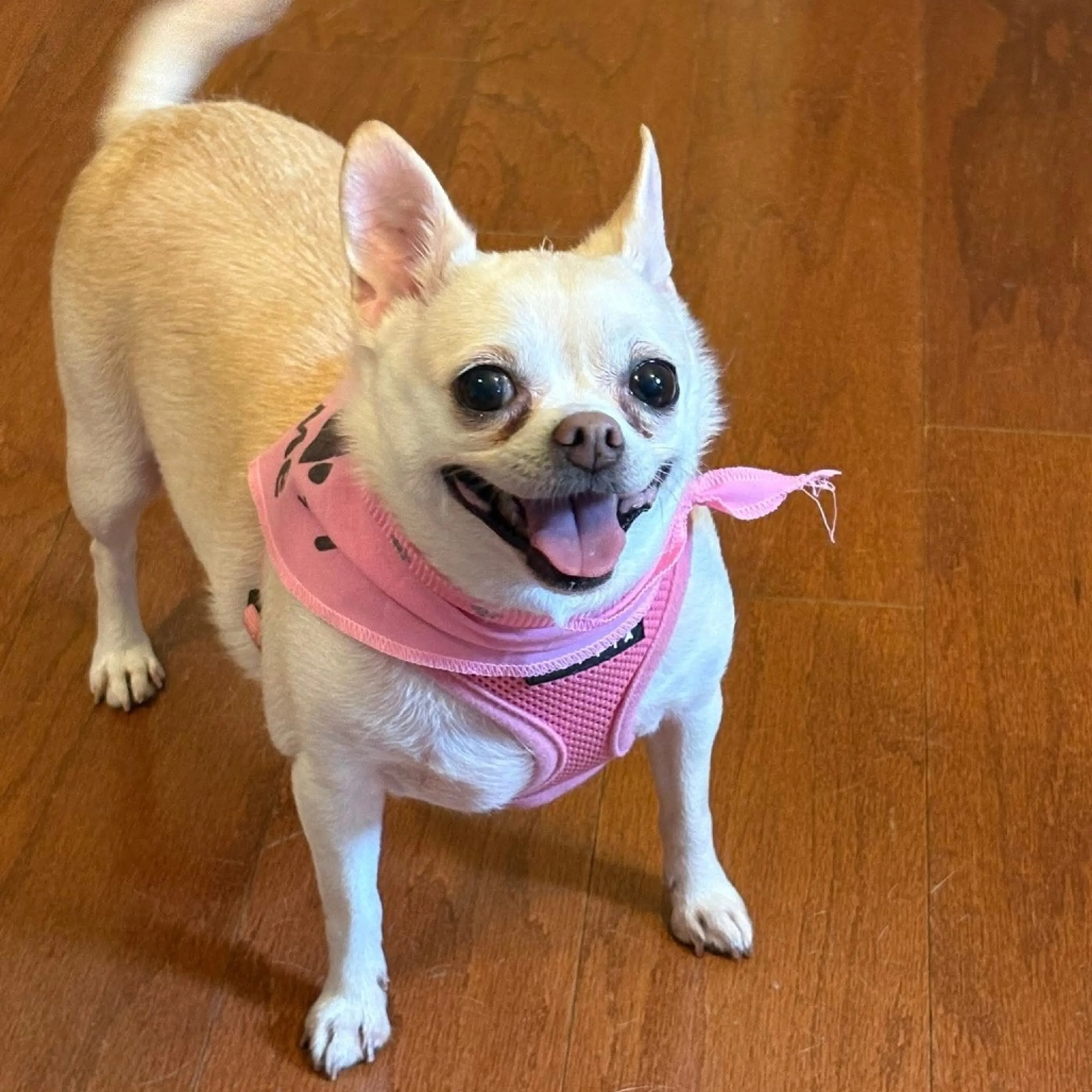 Found pet-11