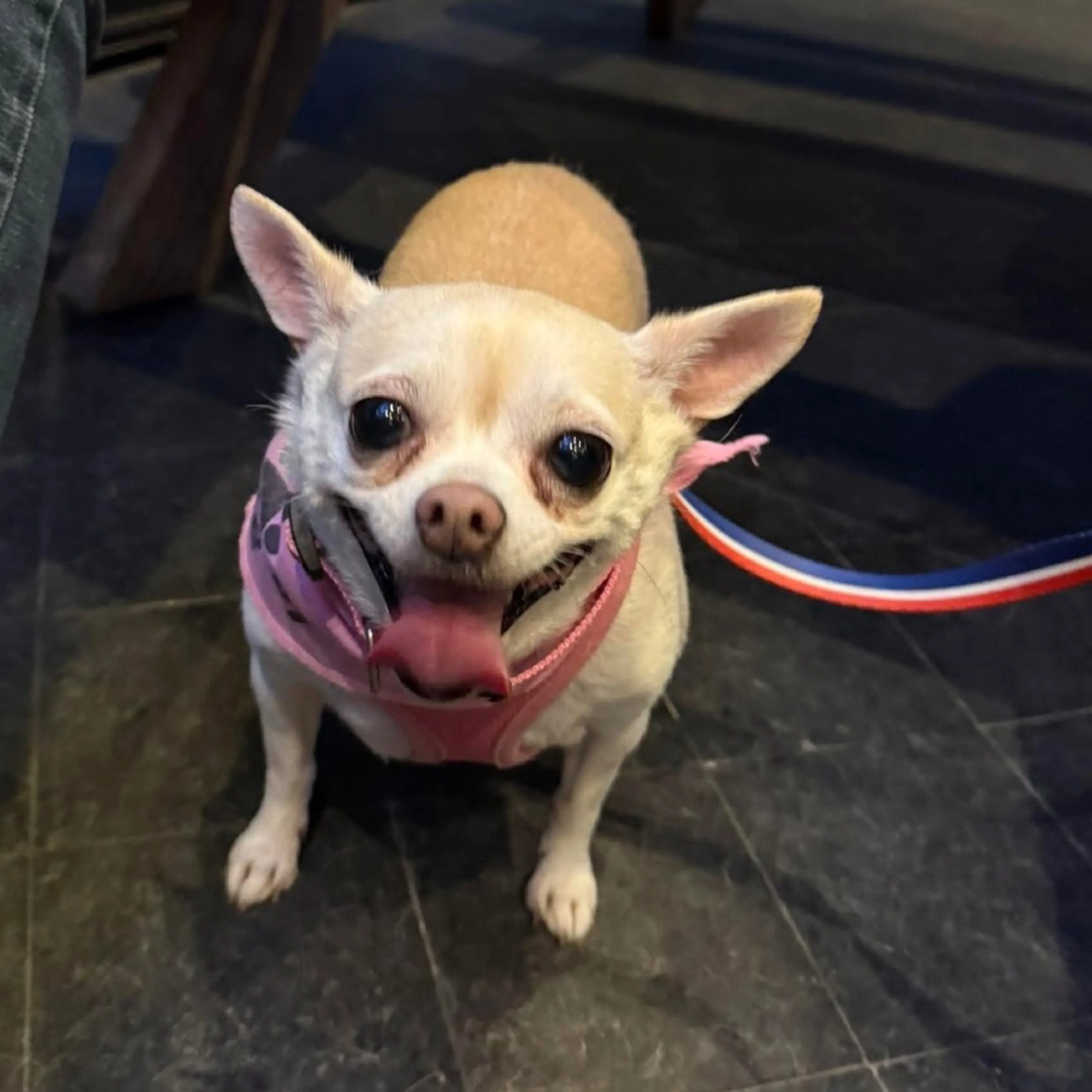 Found pet-10