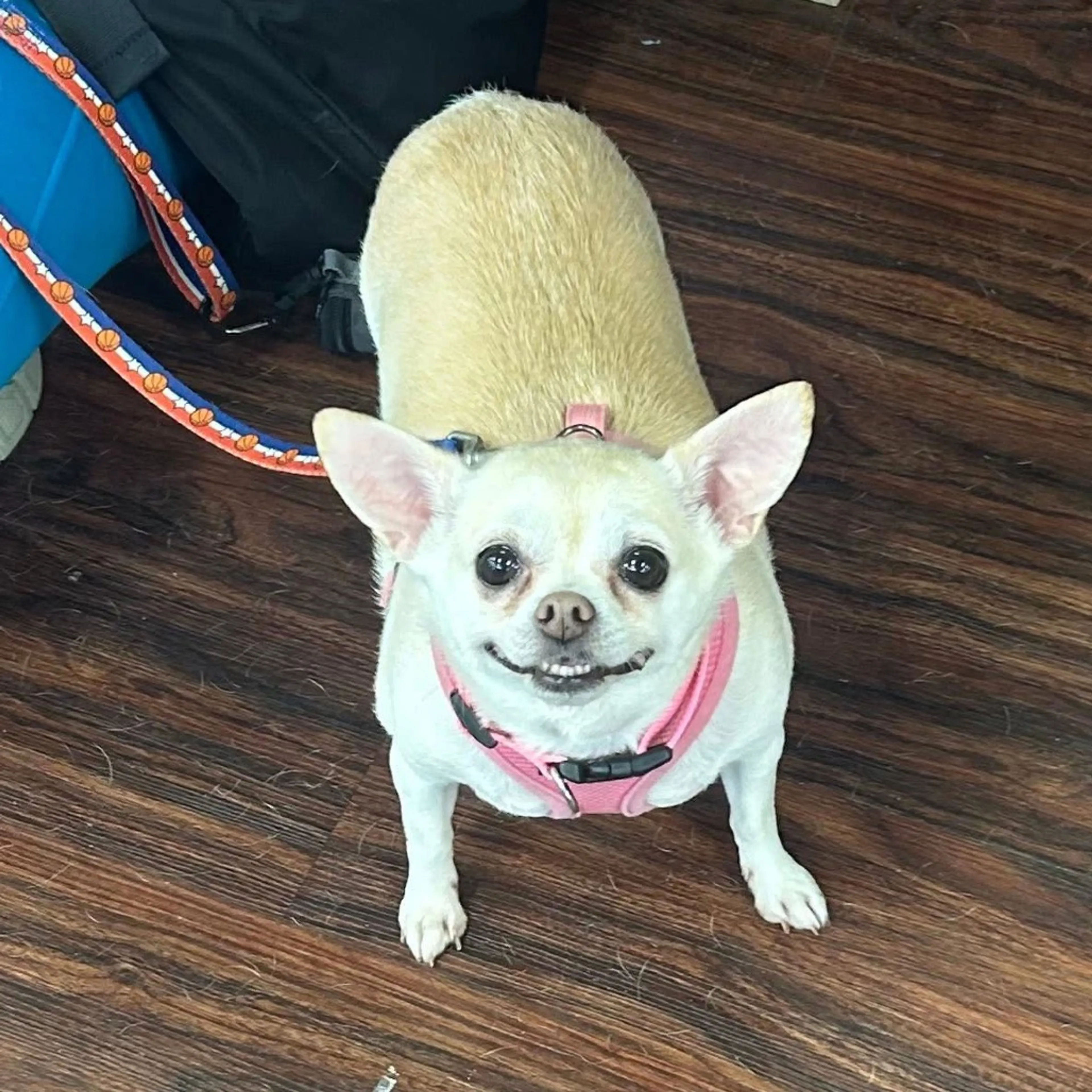 Found pet-14