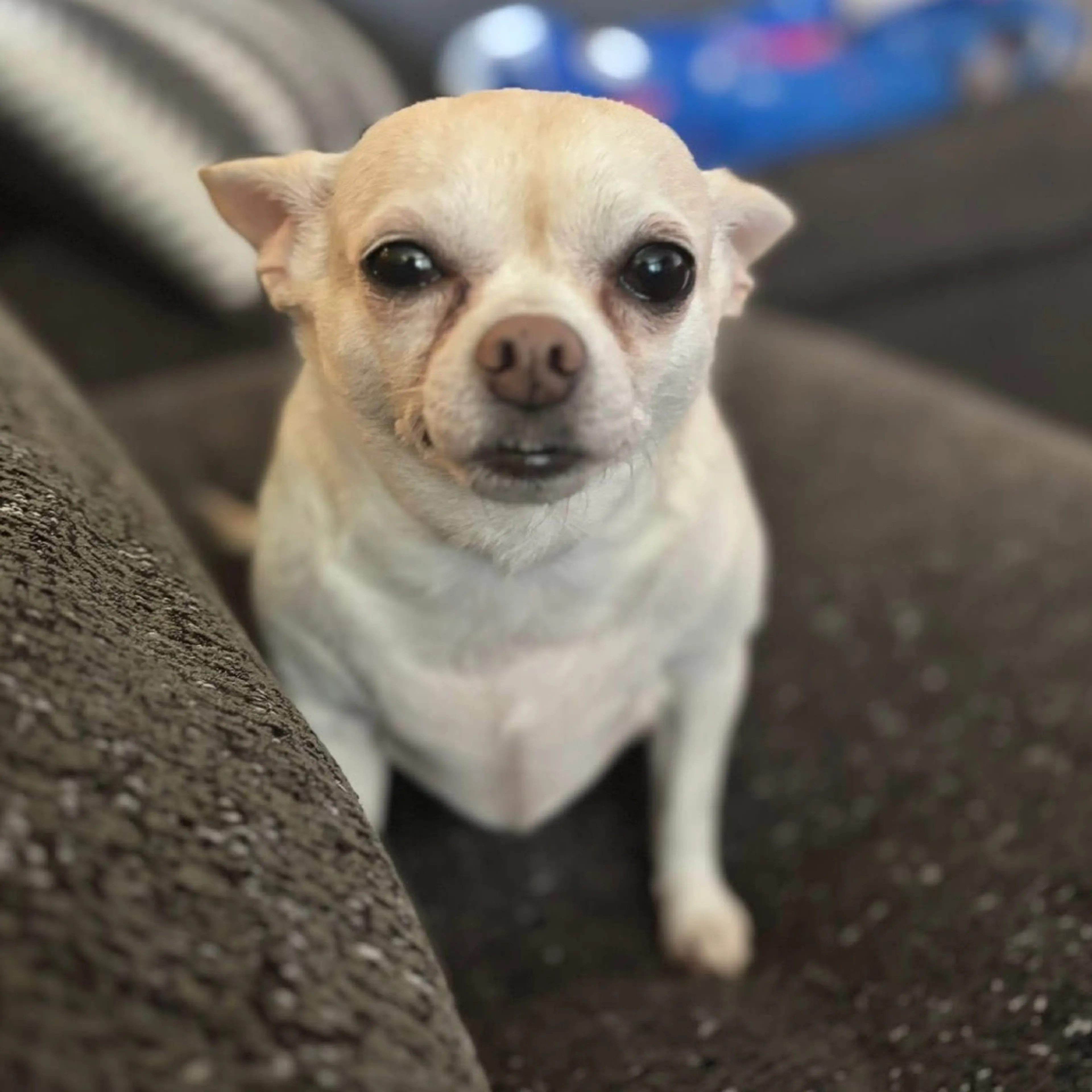 Found pet-16