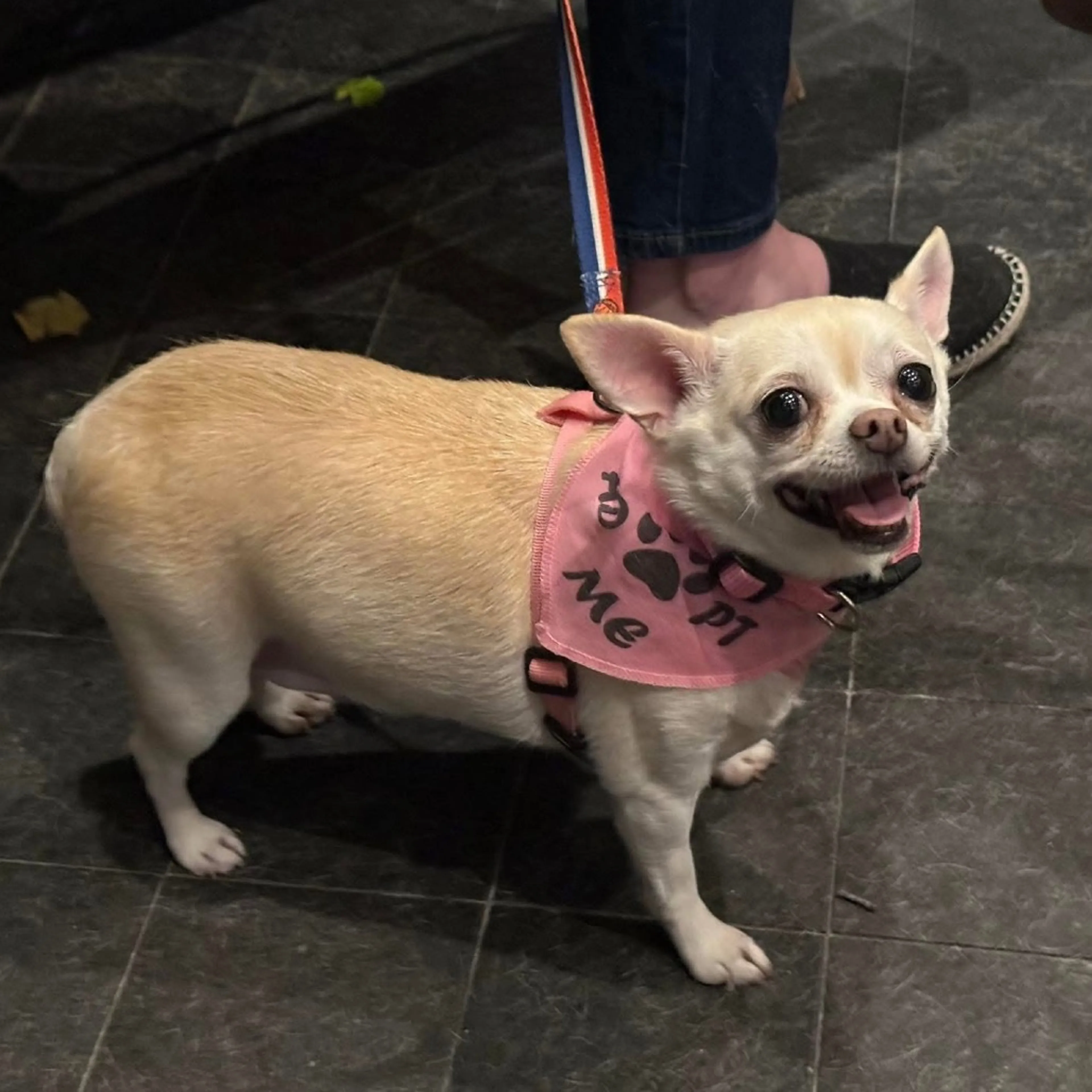 Found pet-9