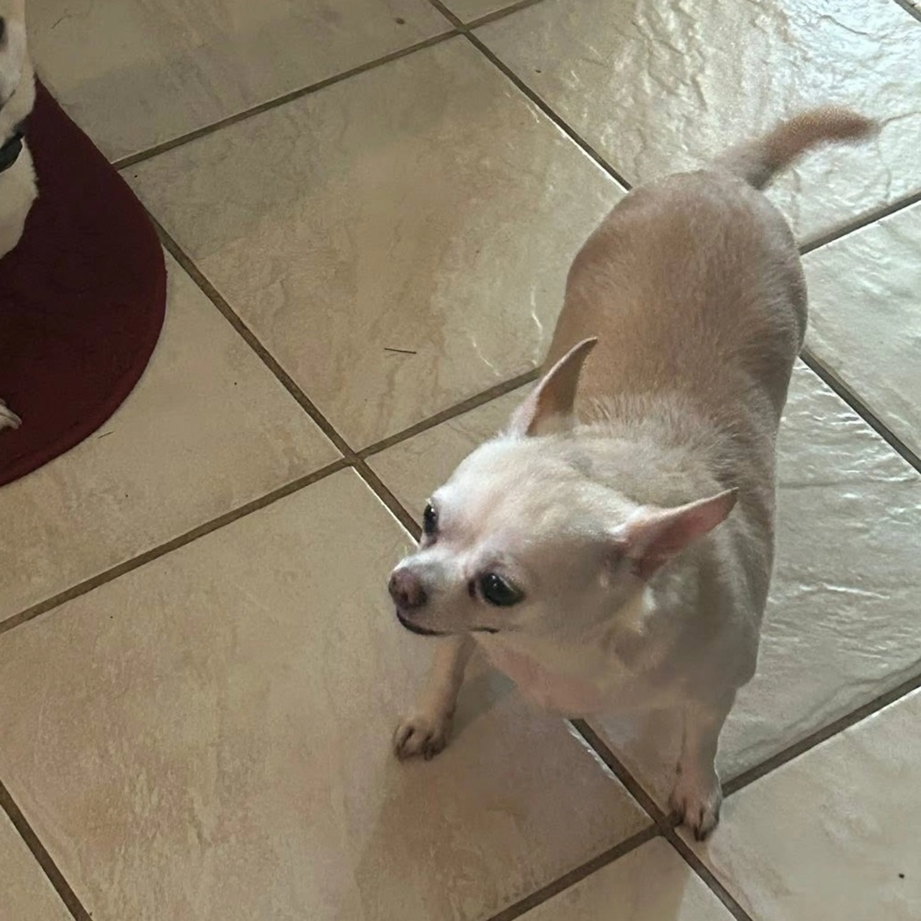 Found pet-2