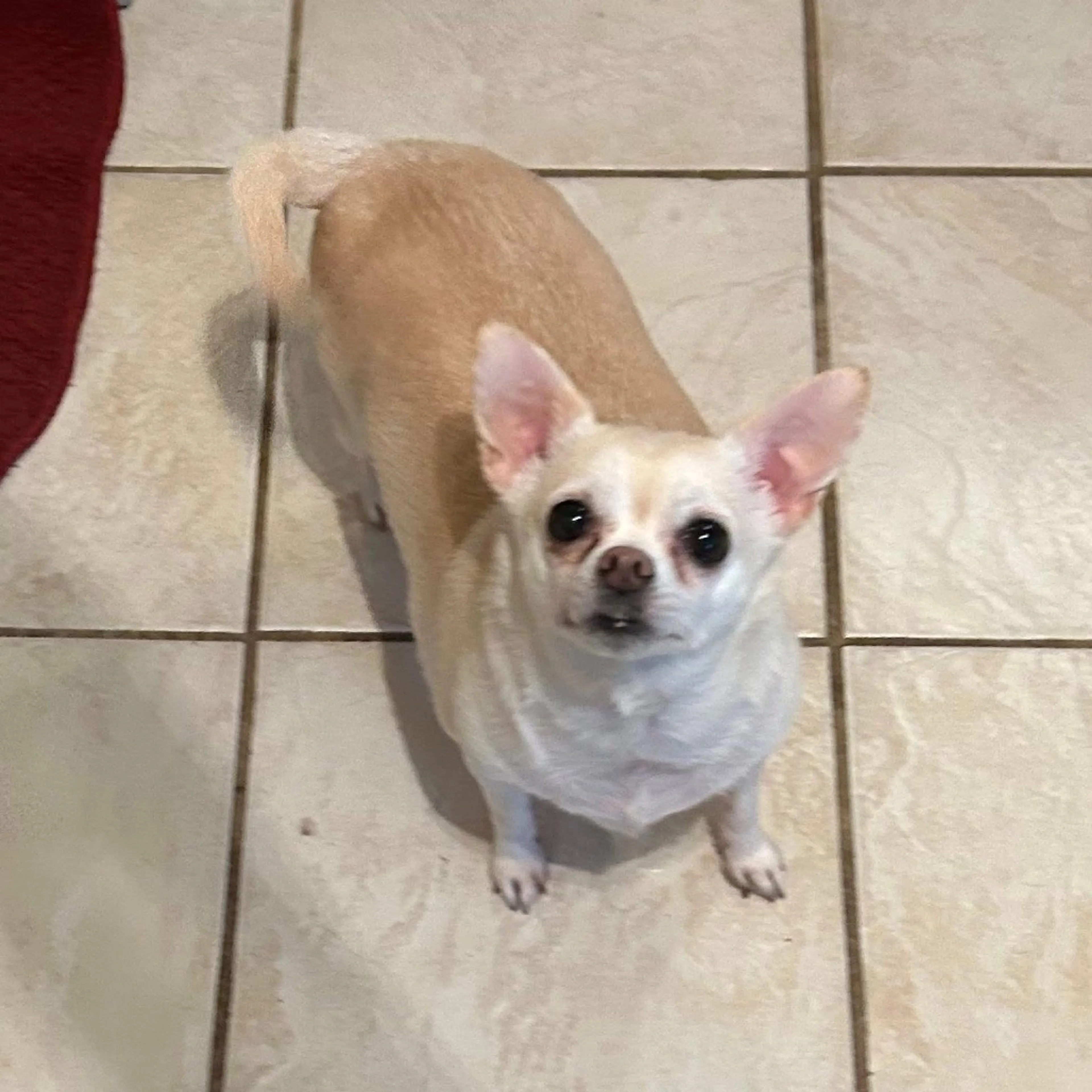 Found pet-6