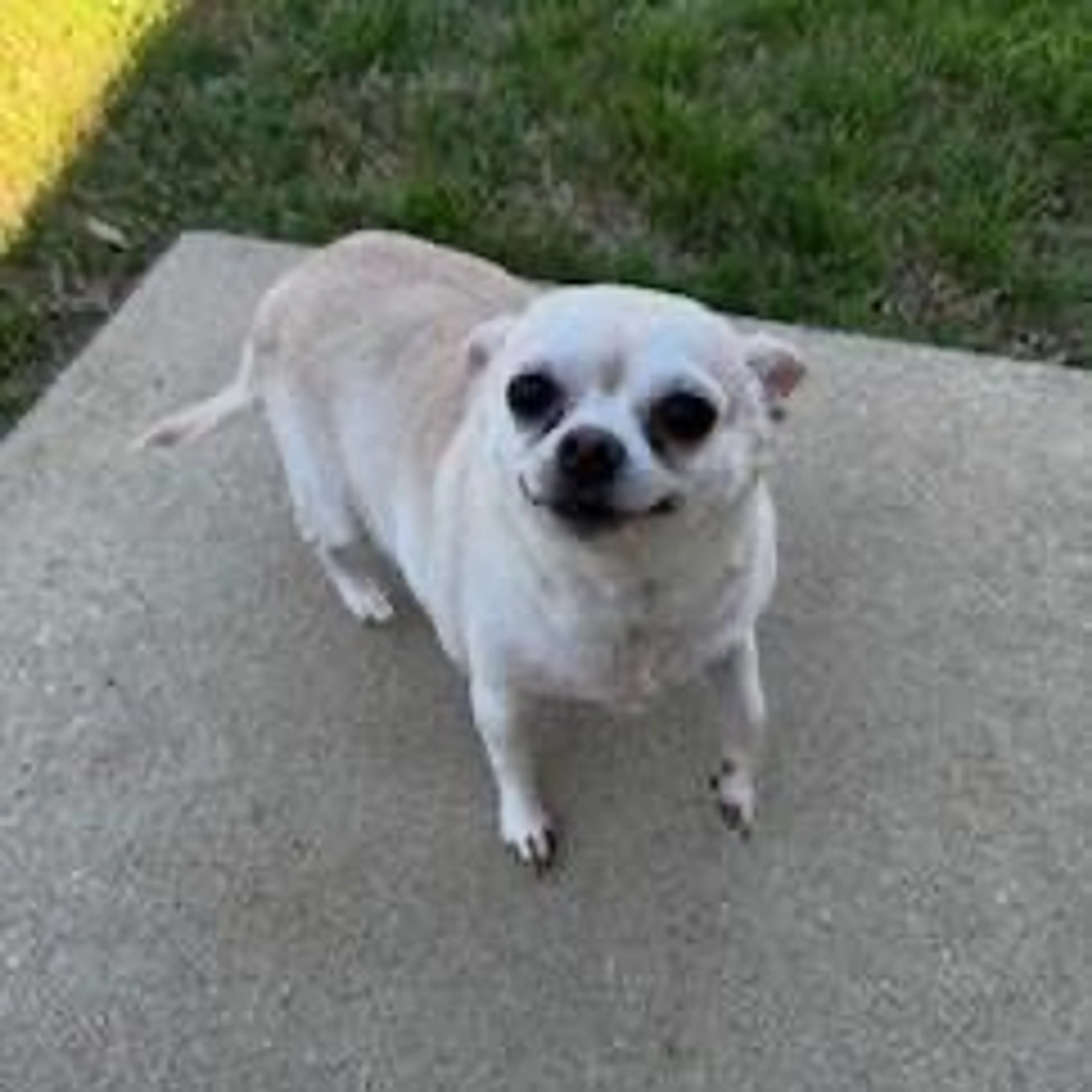 Found pet-1