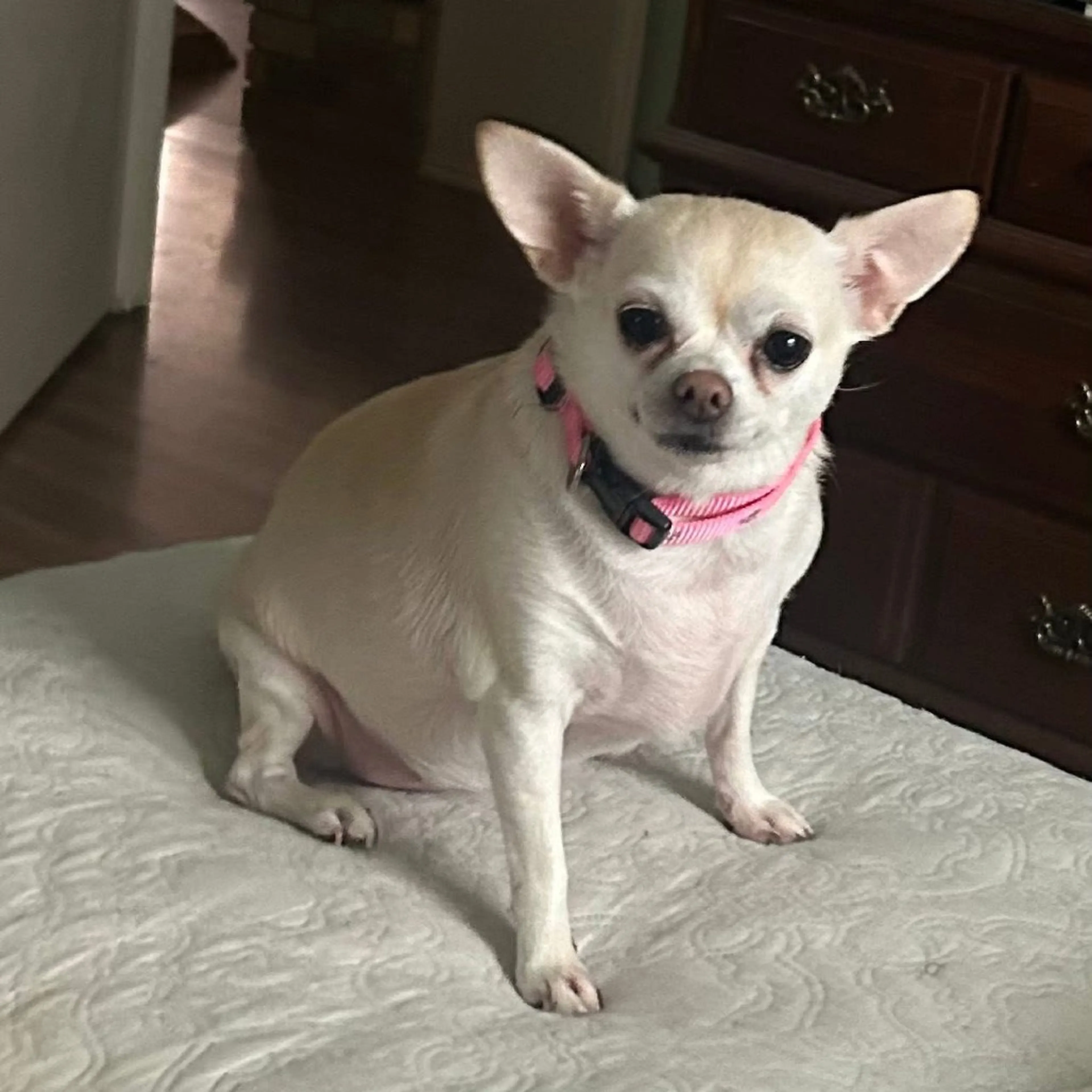 Found pet-8