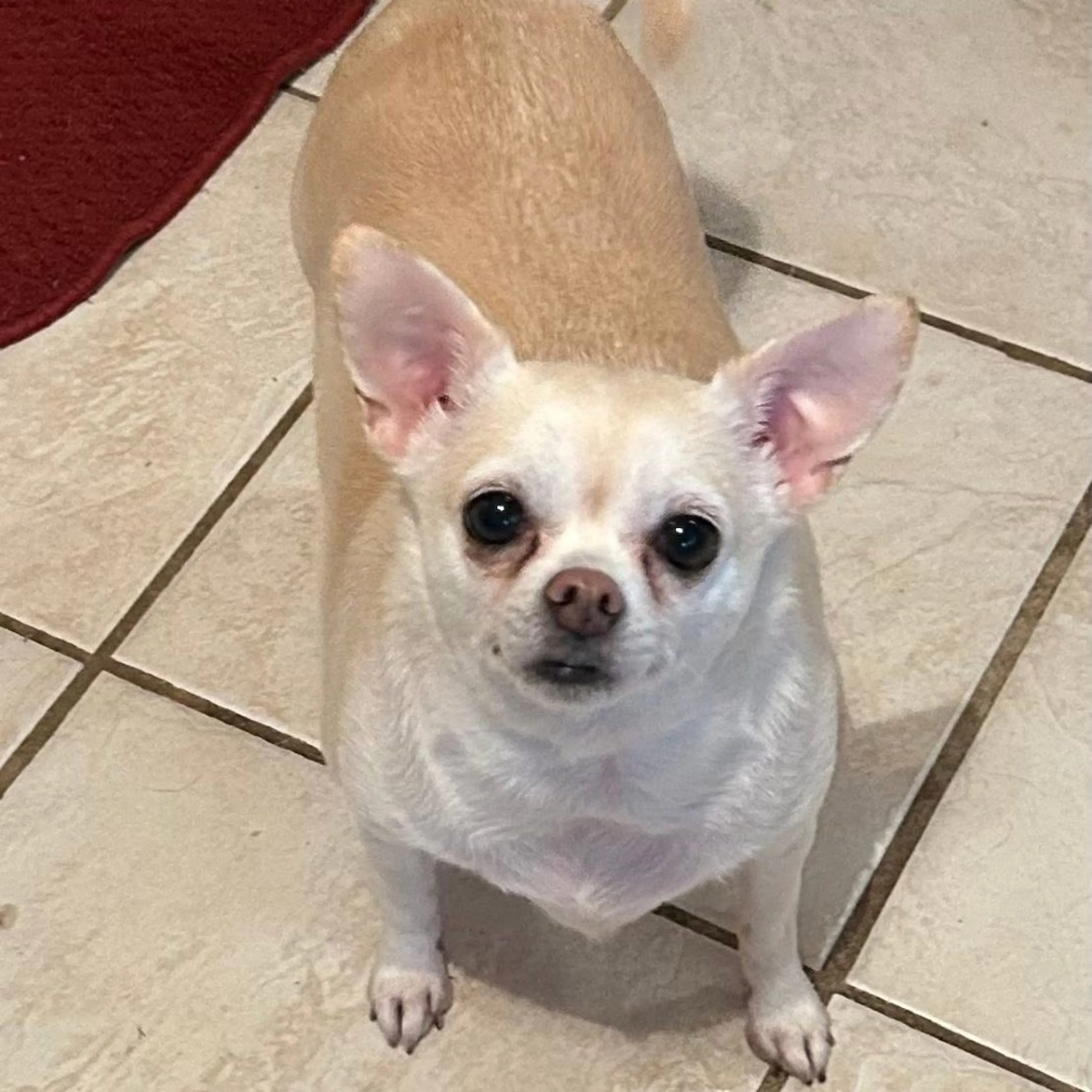 Found pet-5