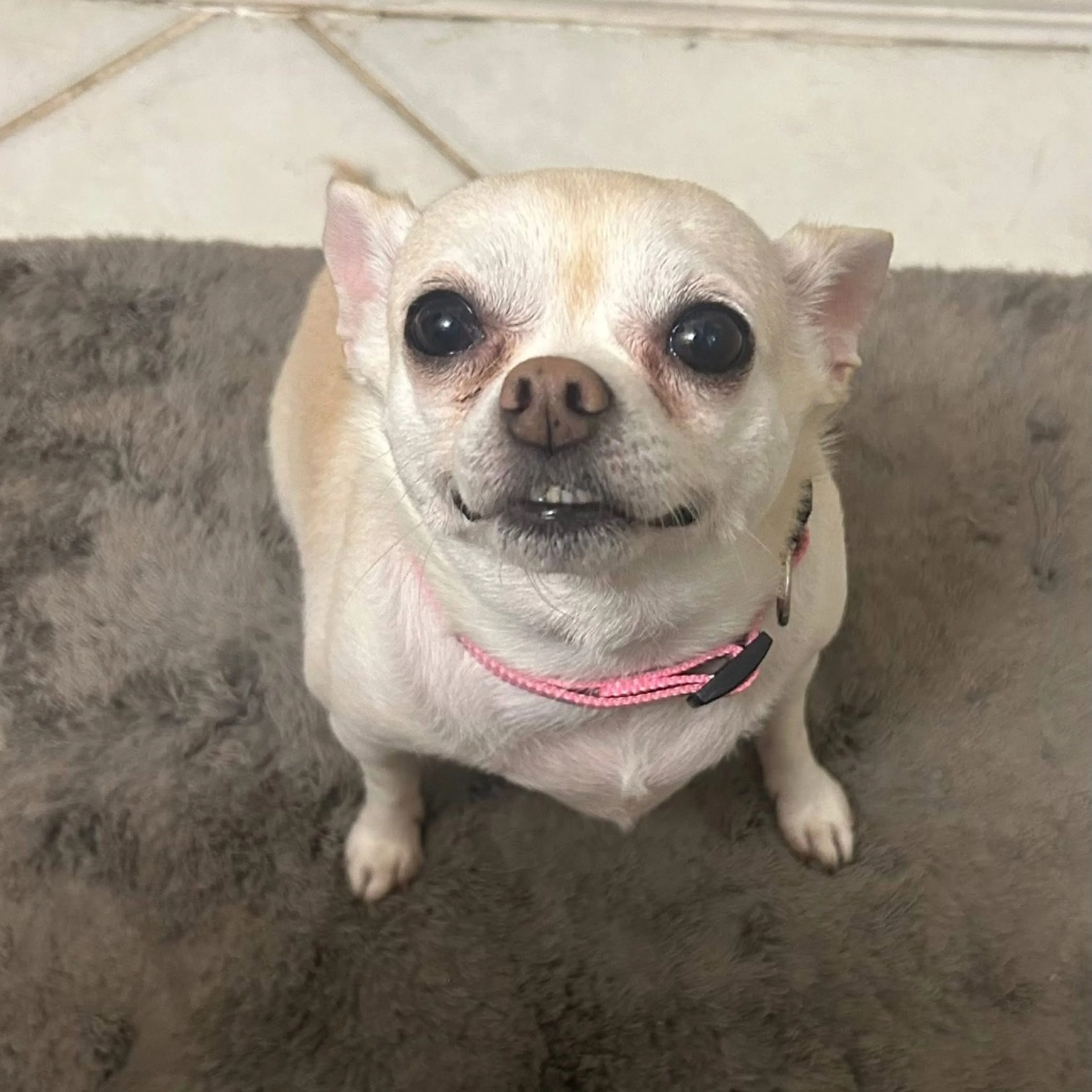 Found pet-13