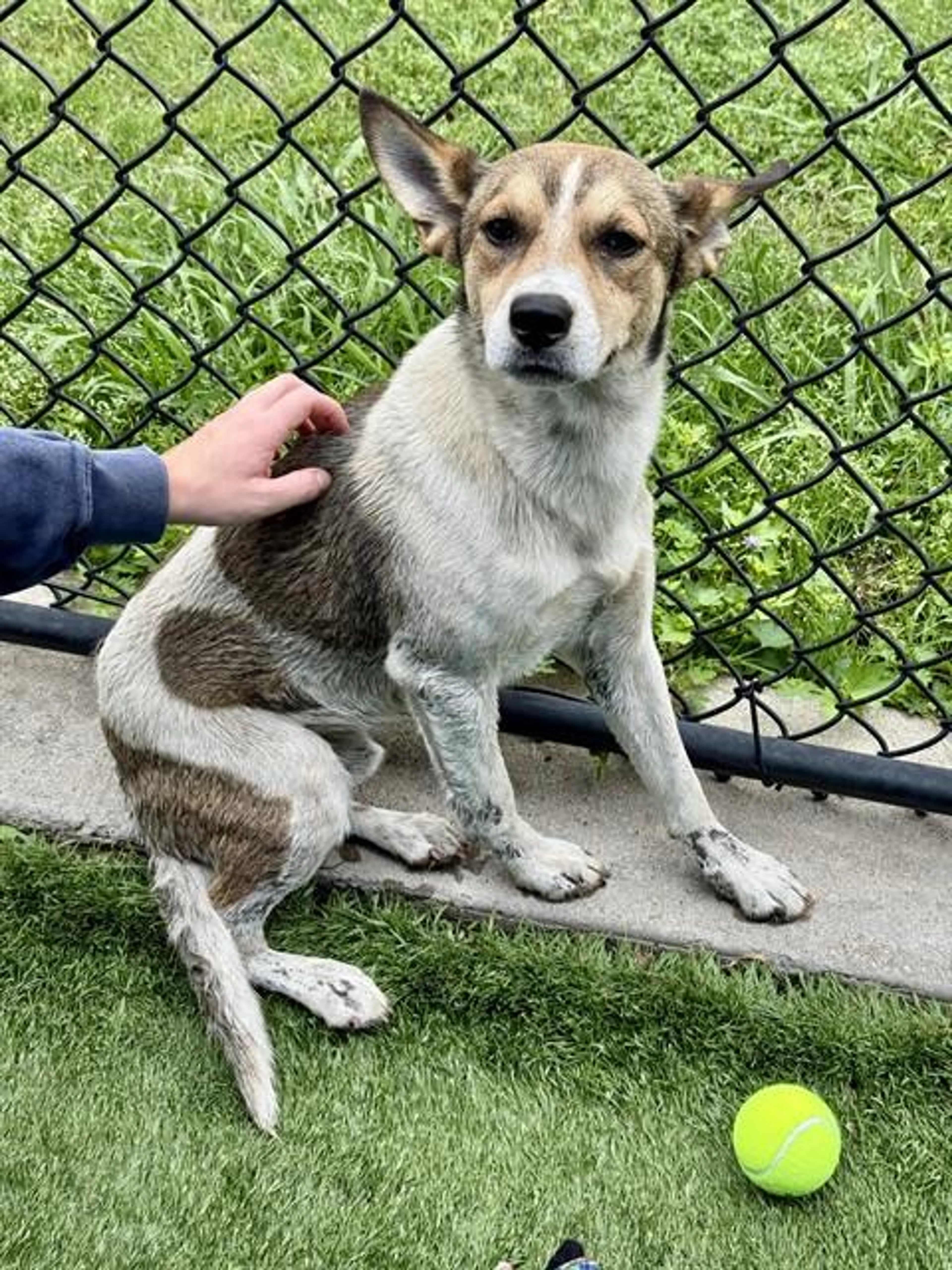 Found pet