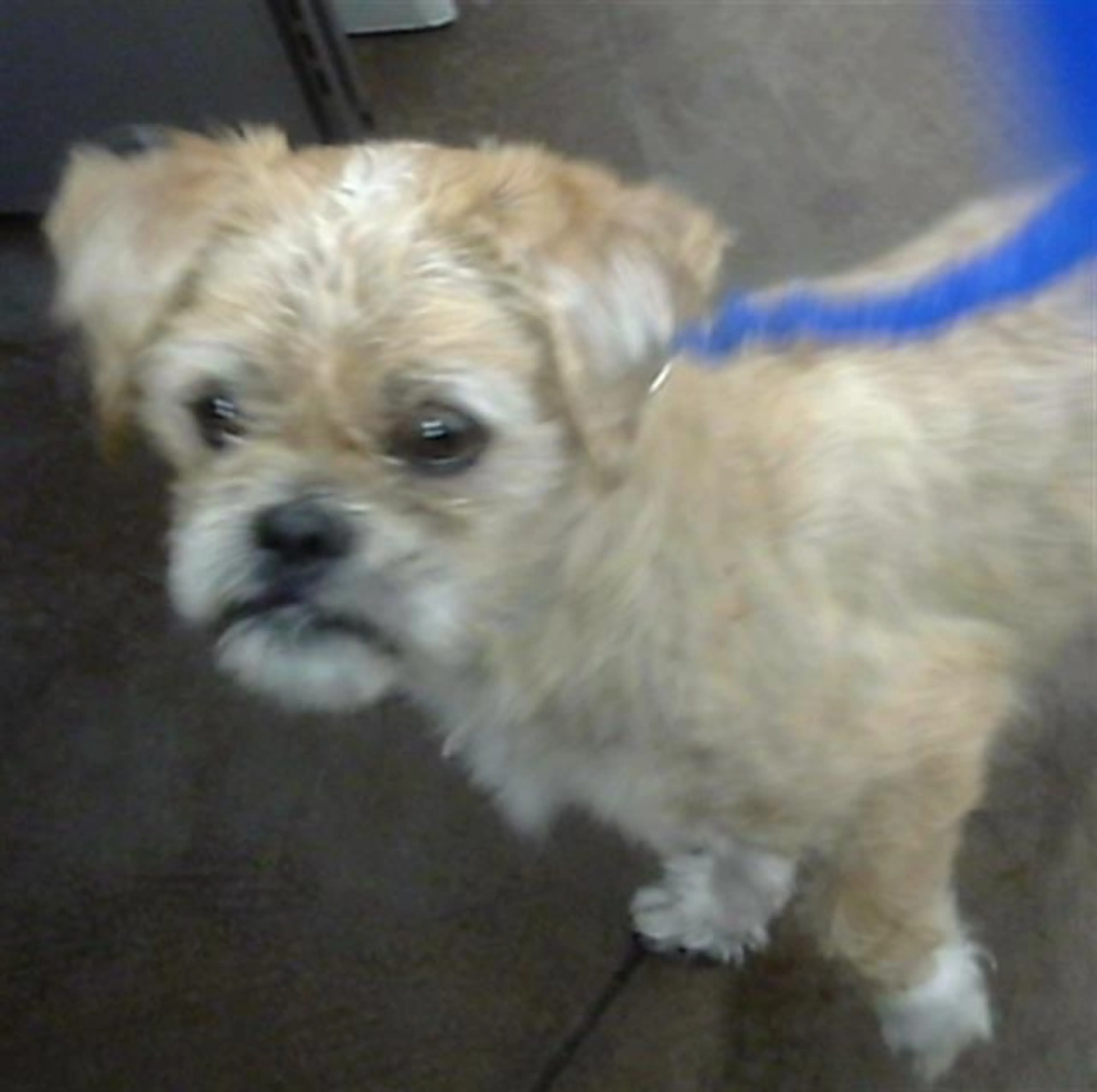 Found pet