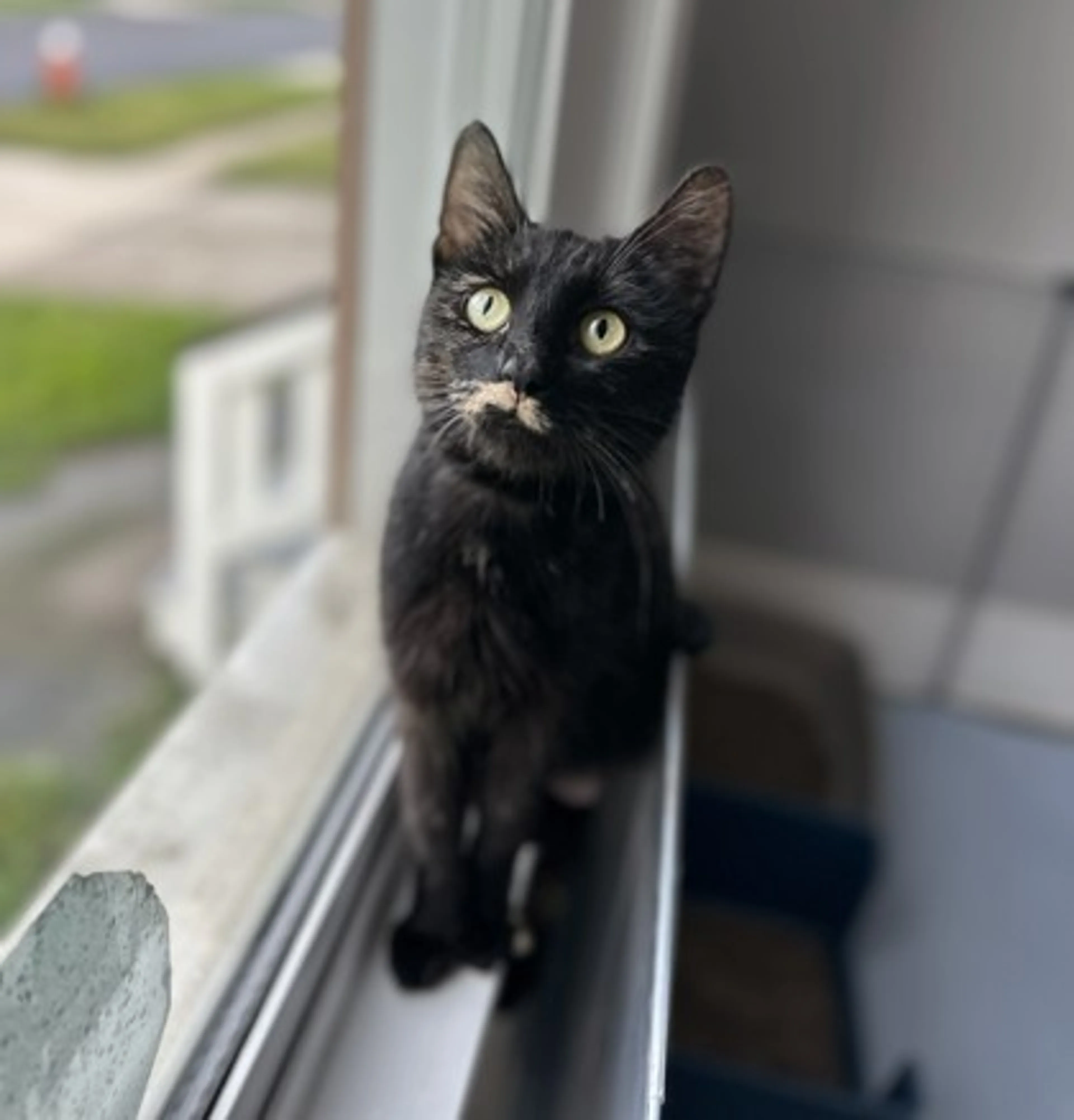 Found pet-0