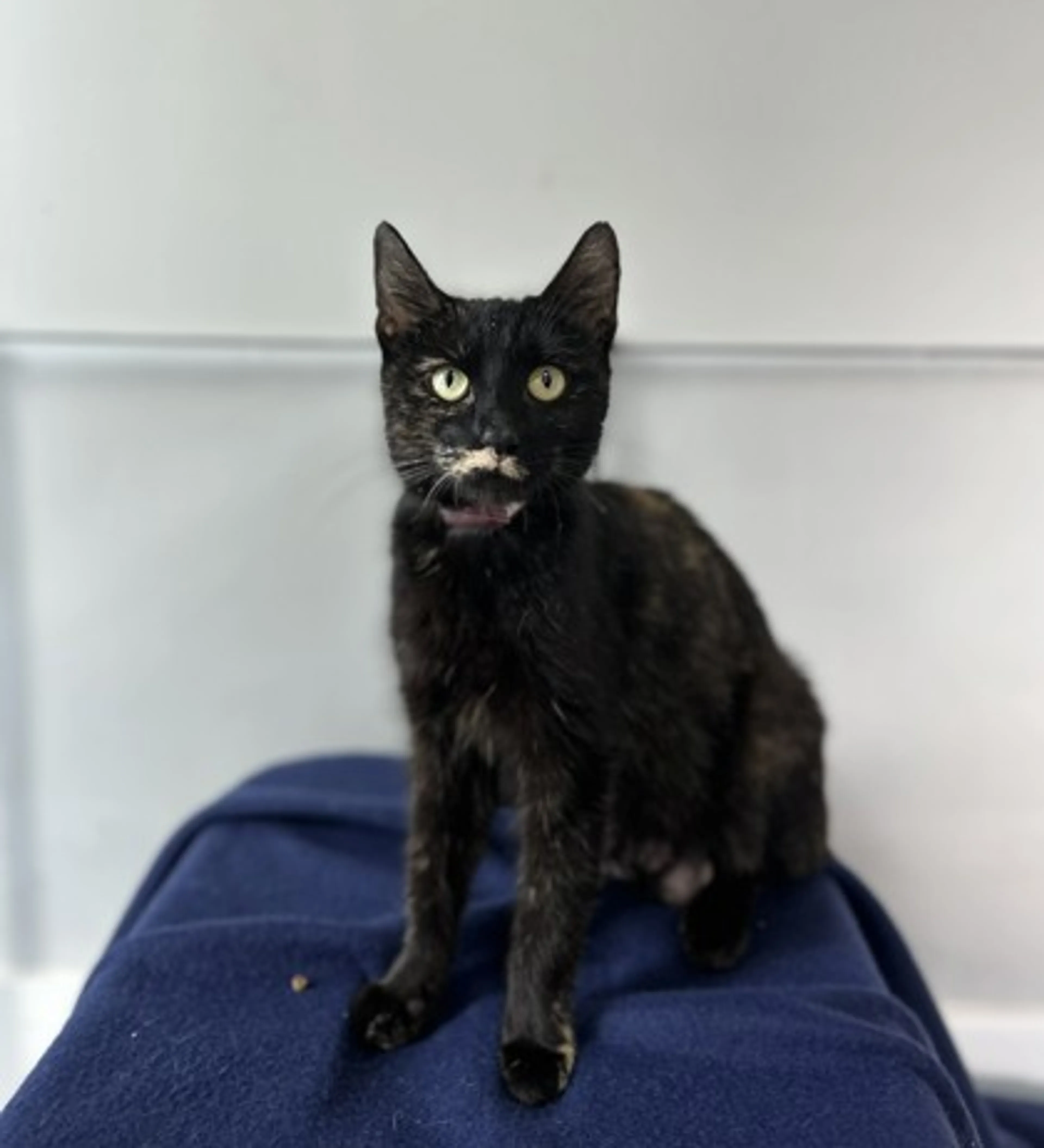 Found pet-2