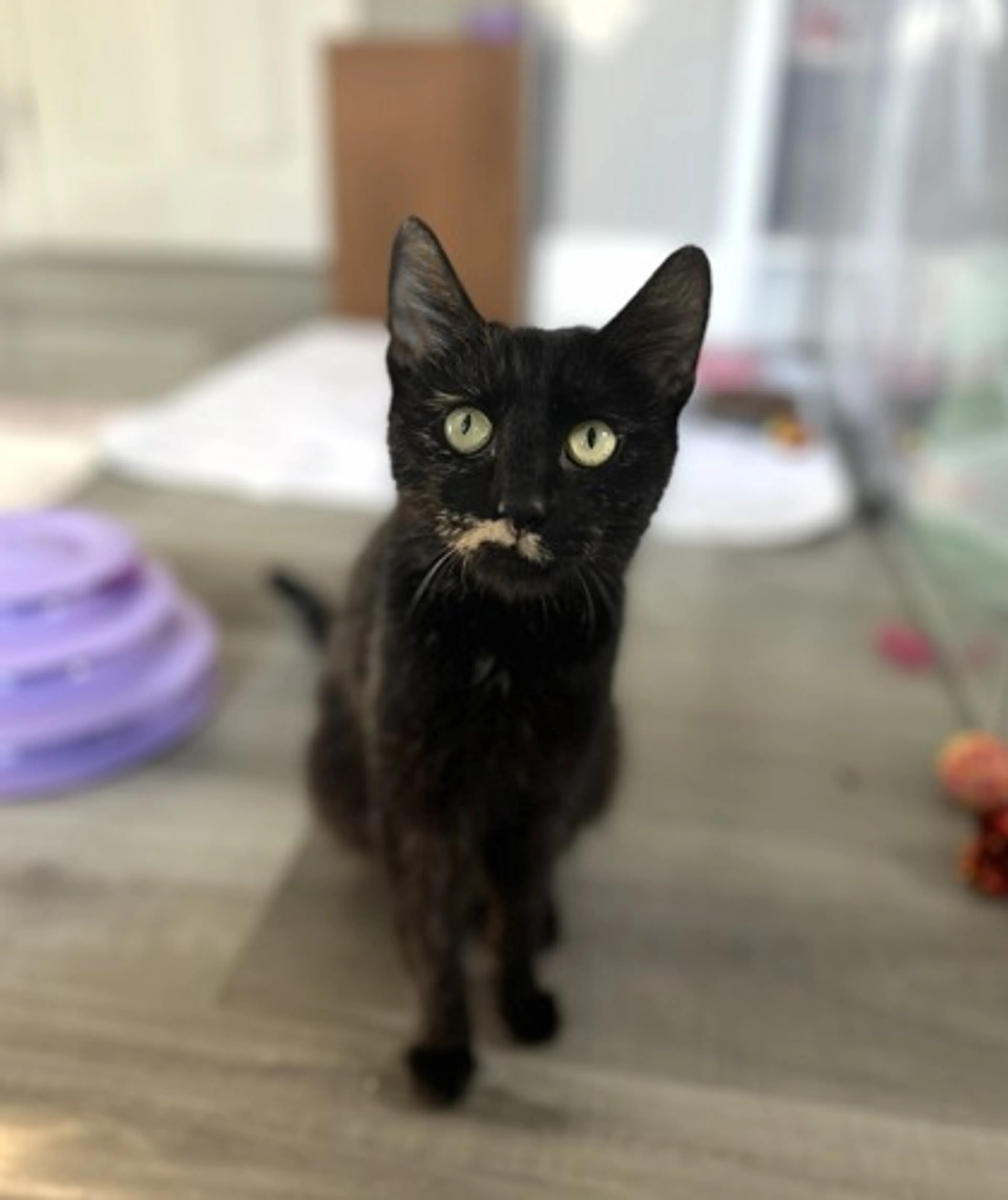 Found pet-1