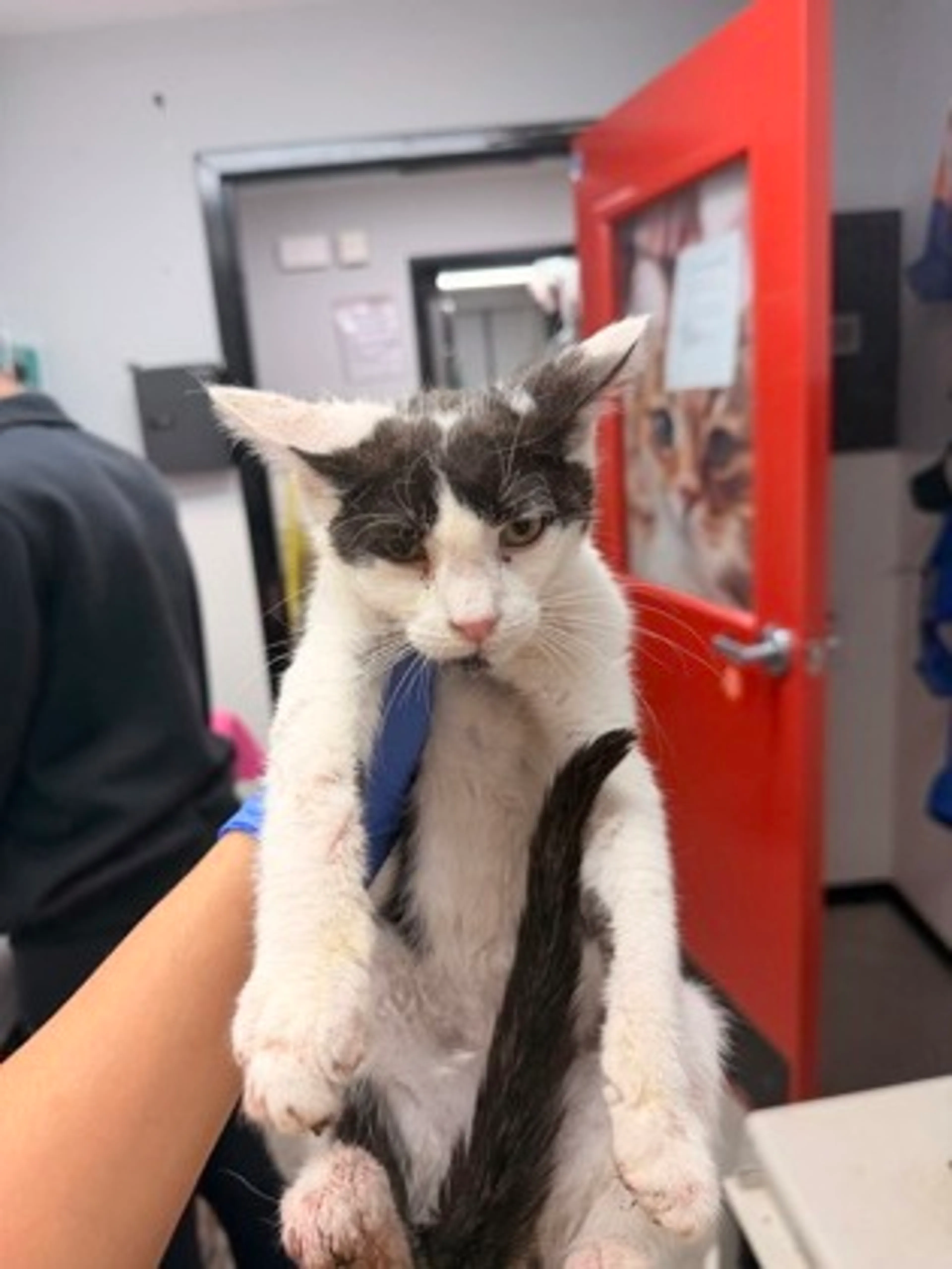 Found pet