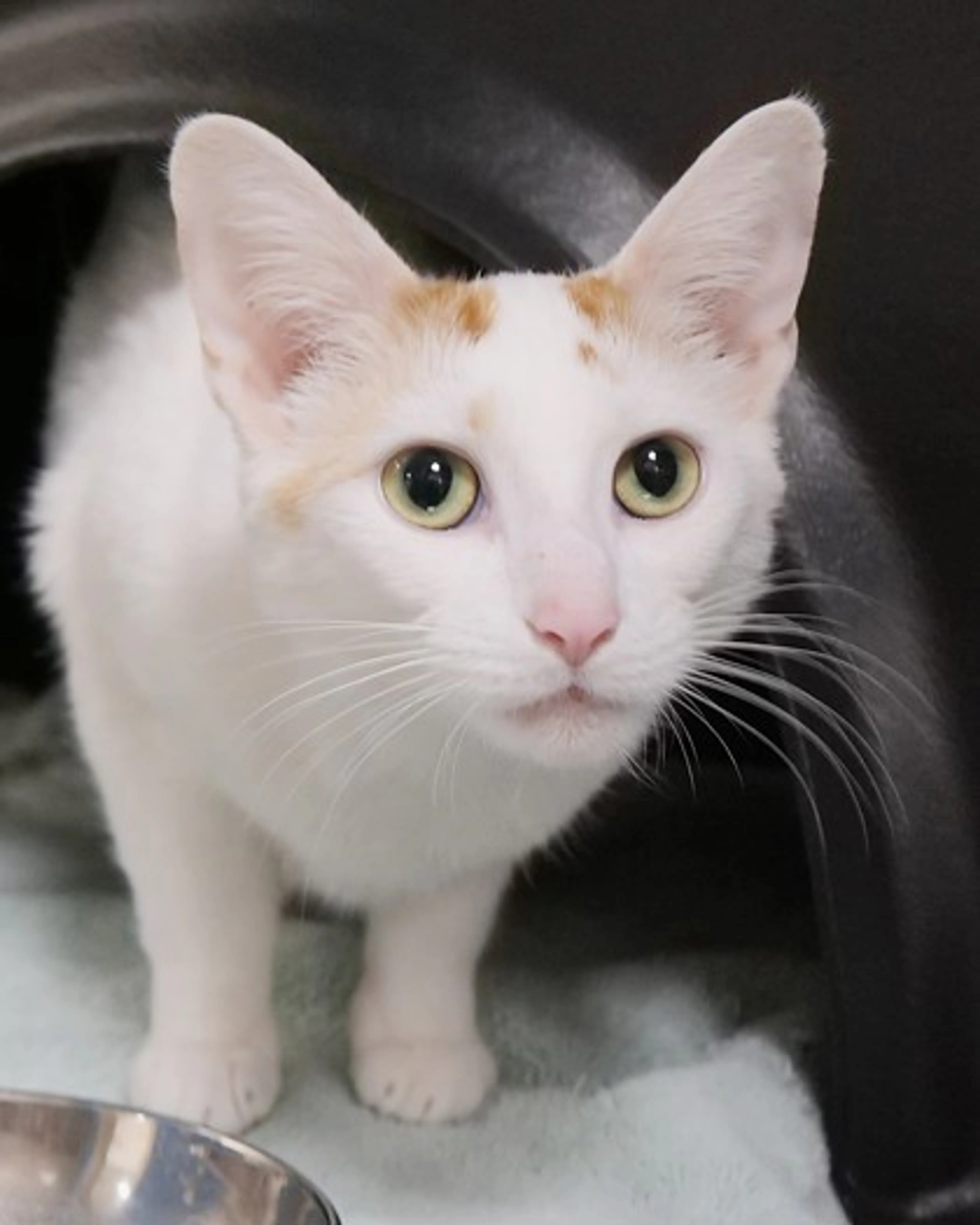 Found pet-2