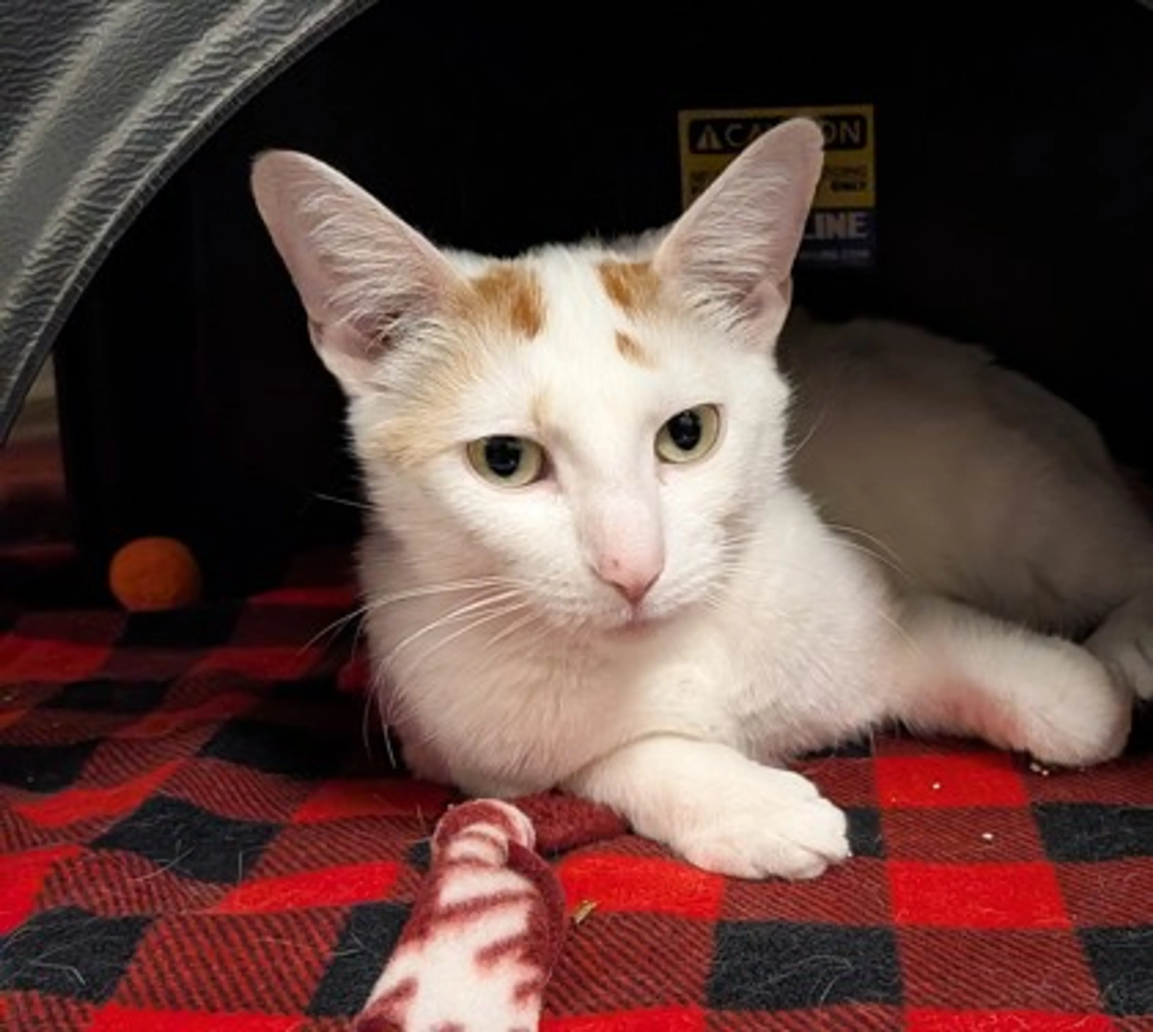 Found pet-1