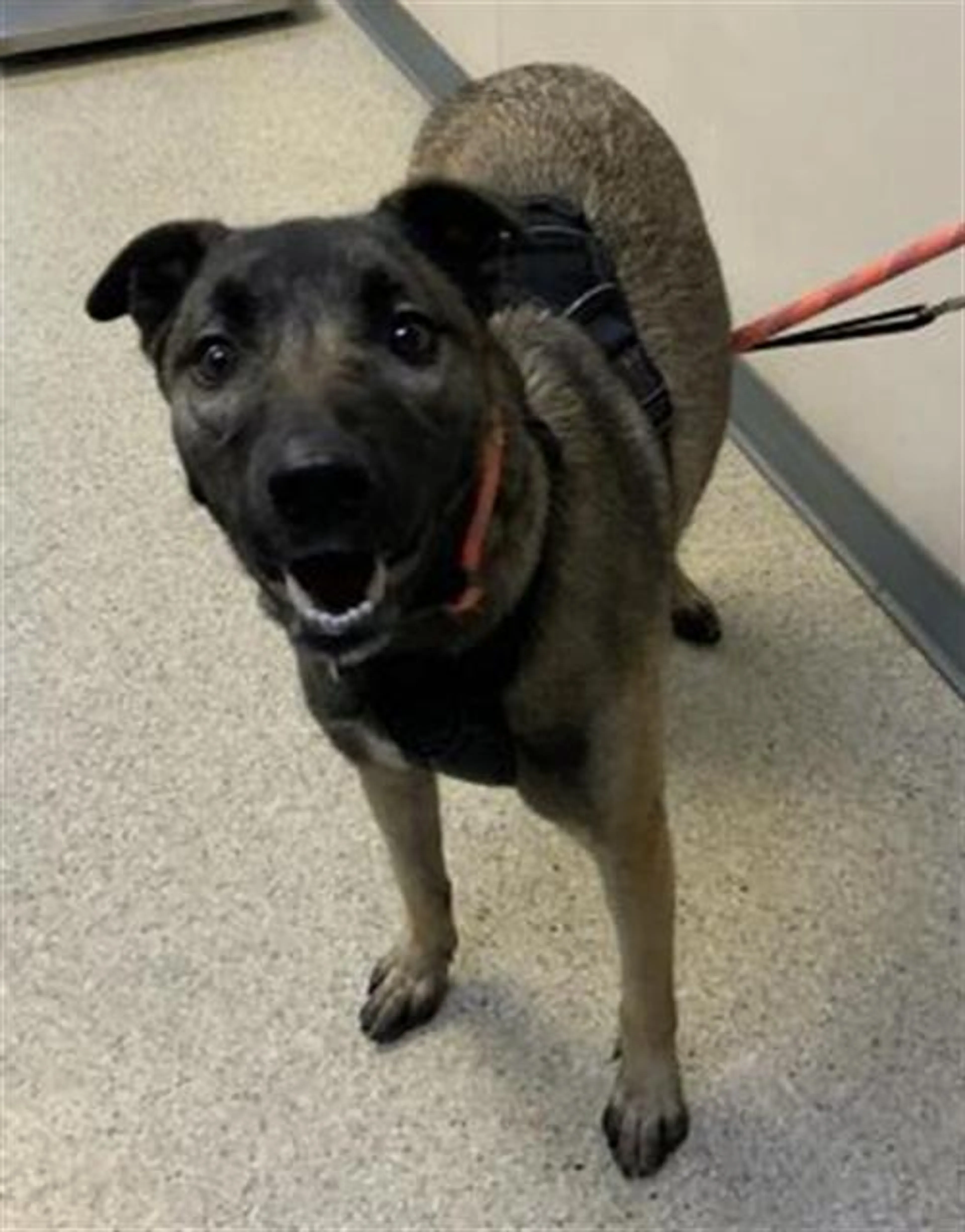 Found pet