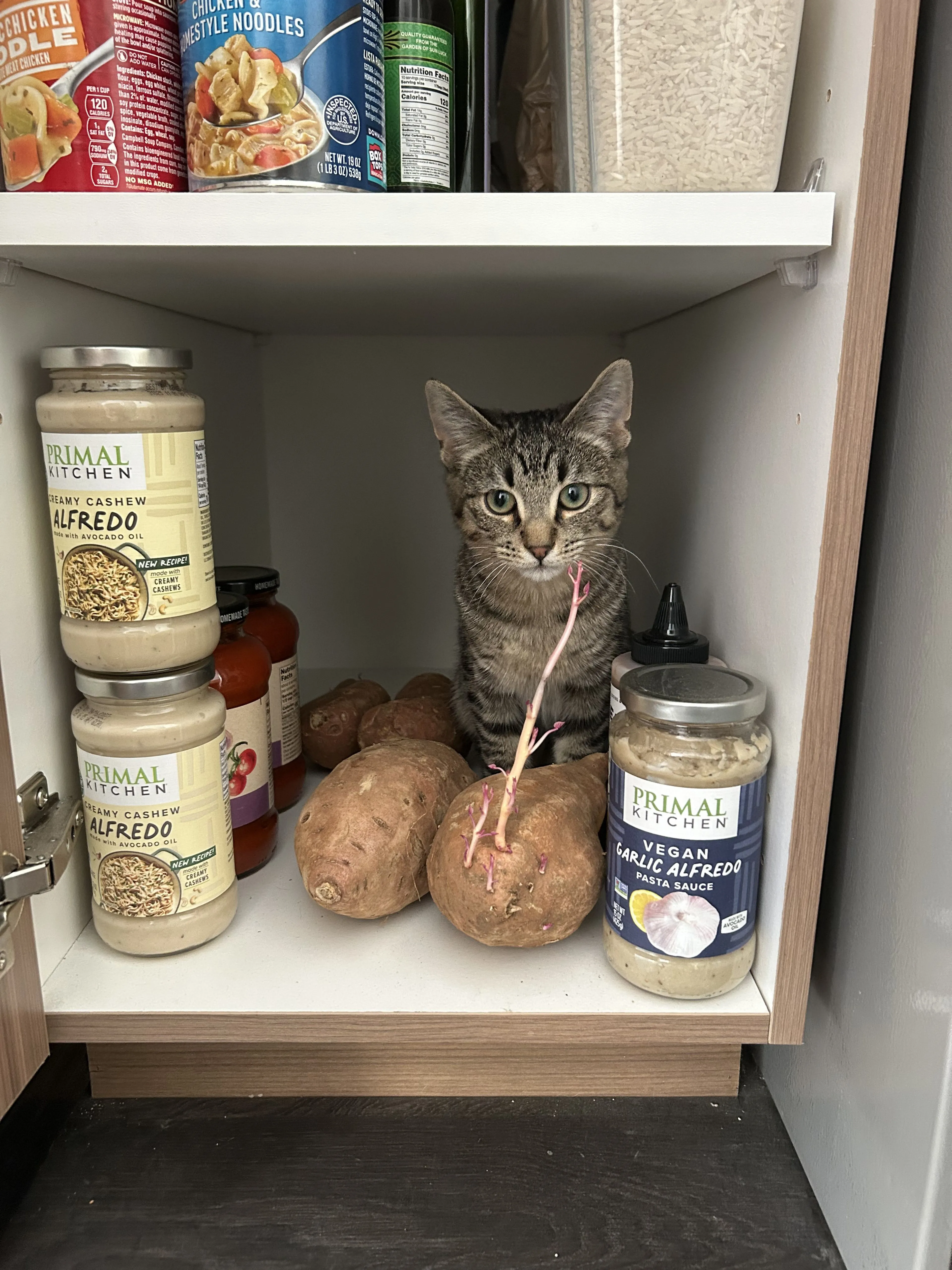 Lost pet-0