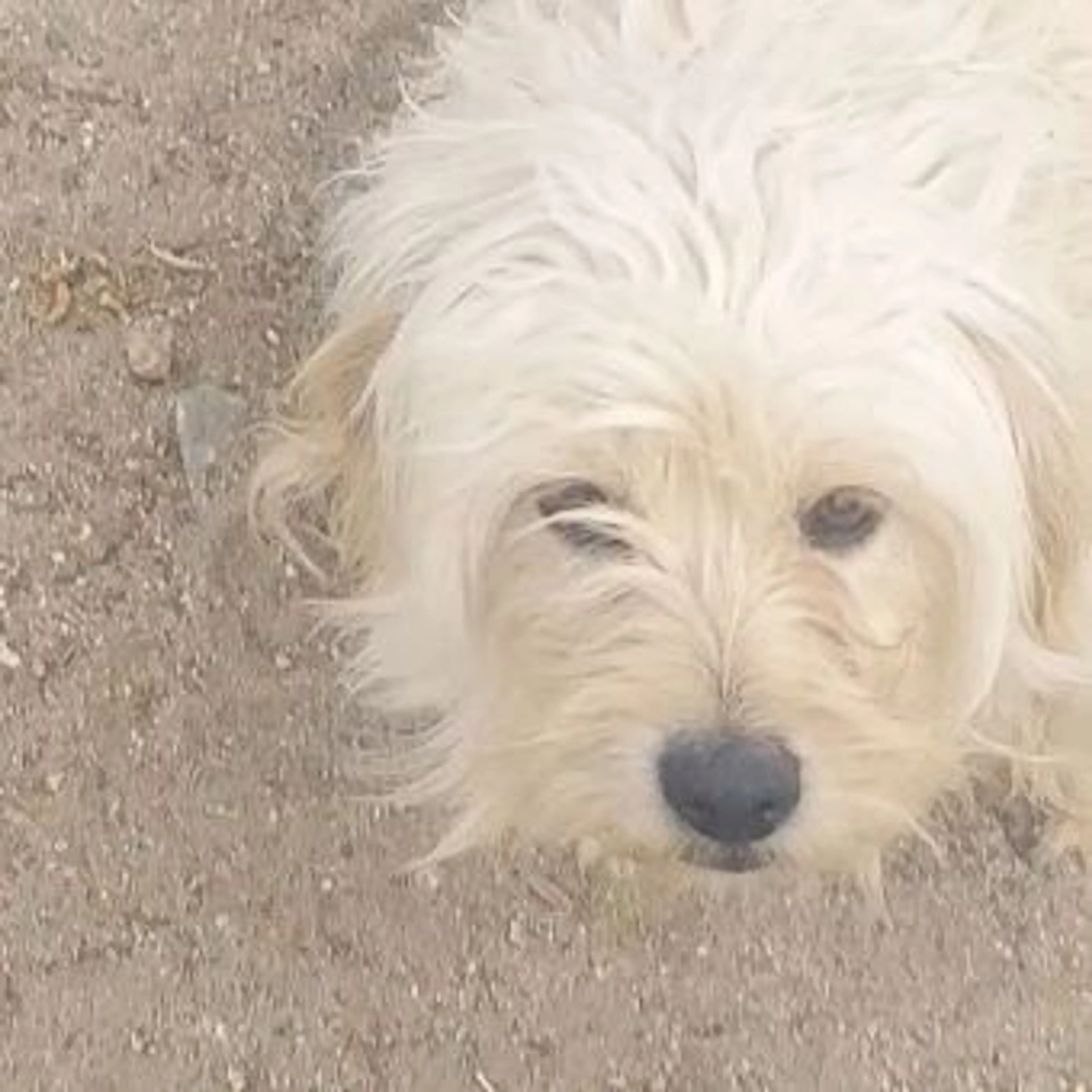 Lost pet