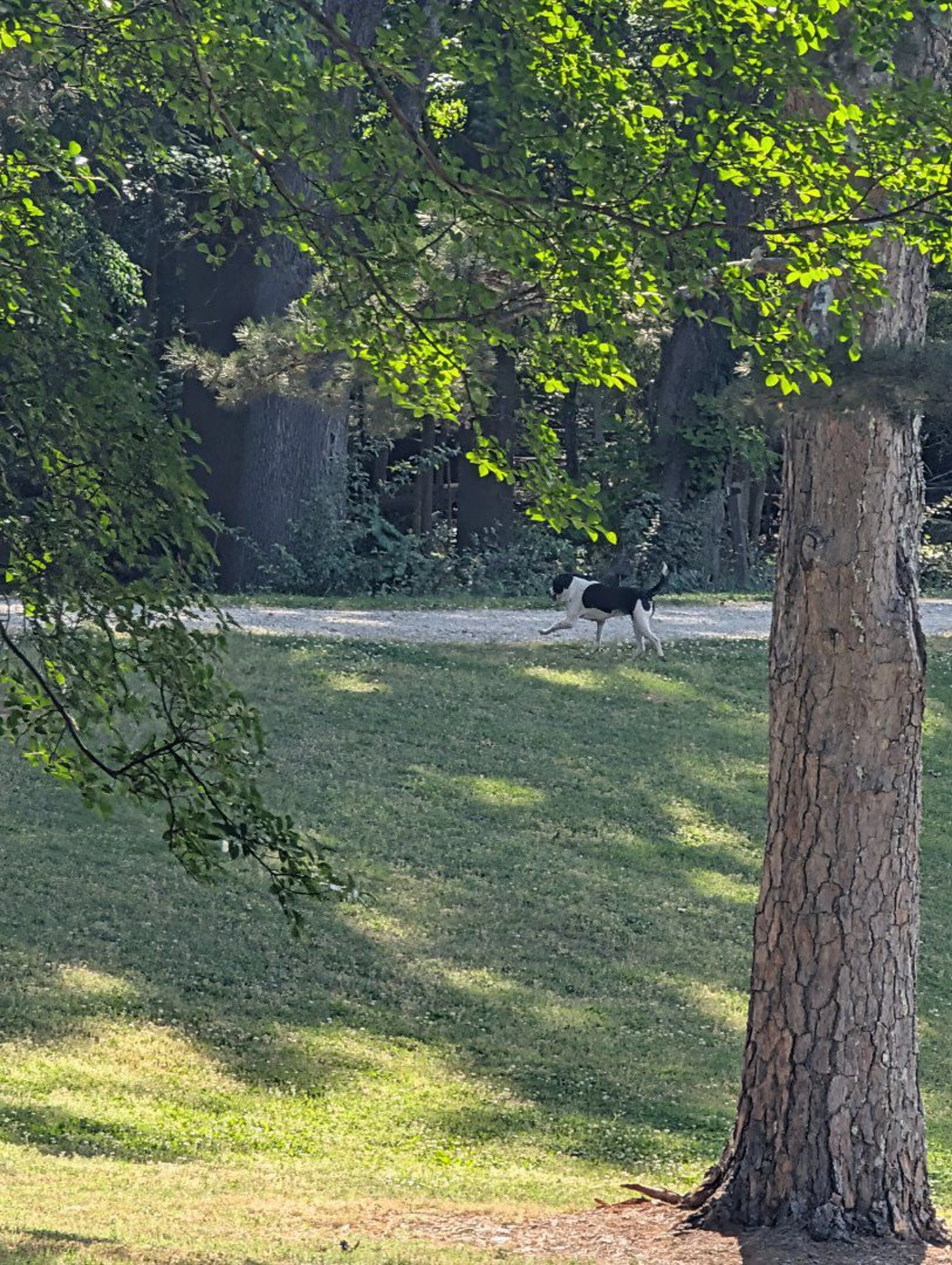 Lost pet-2