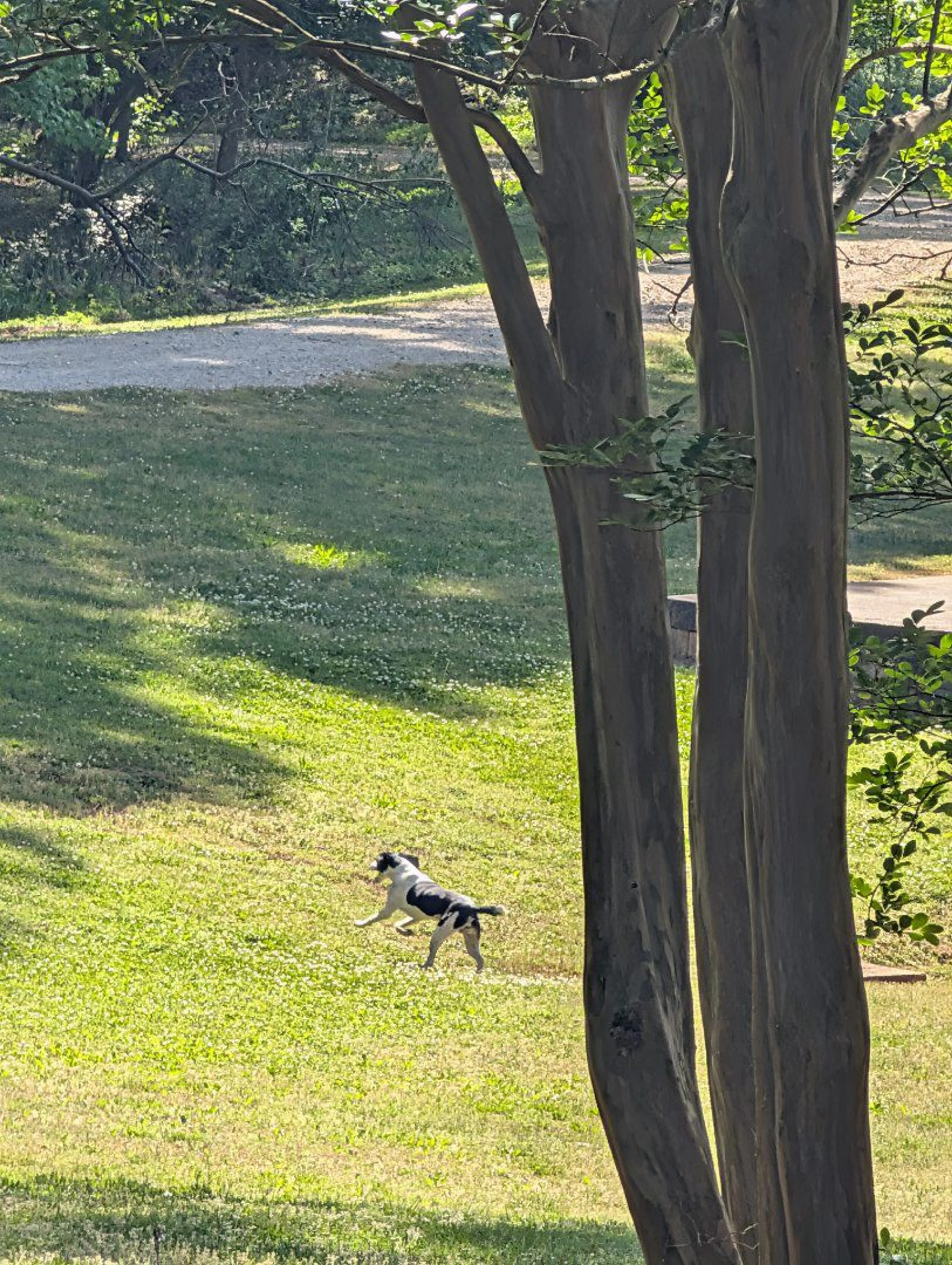 Lost pet-0
