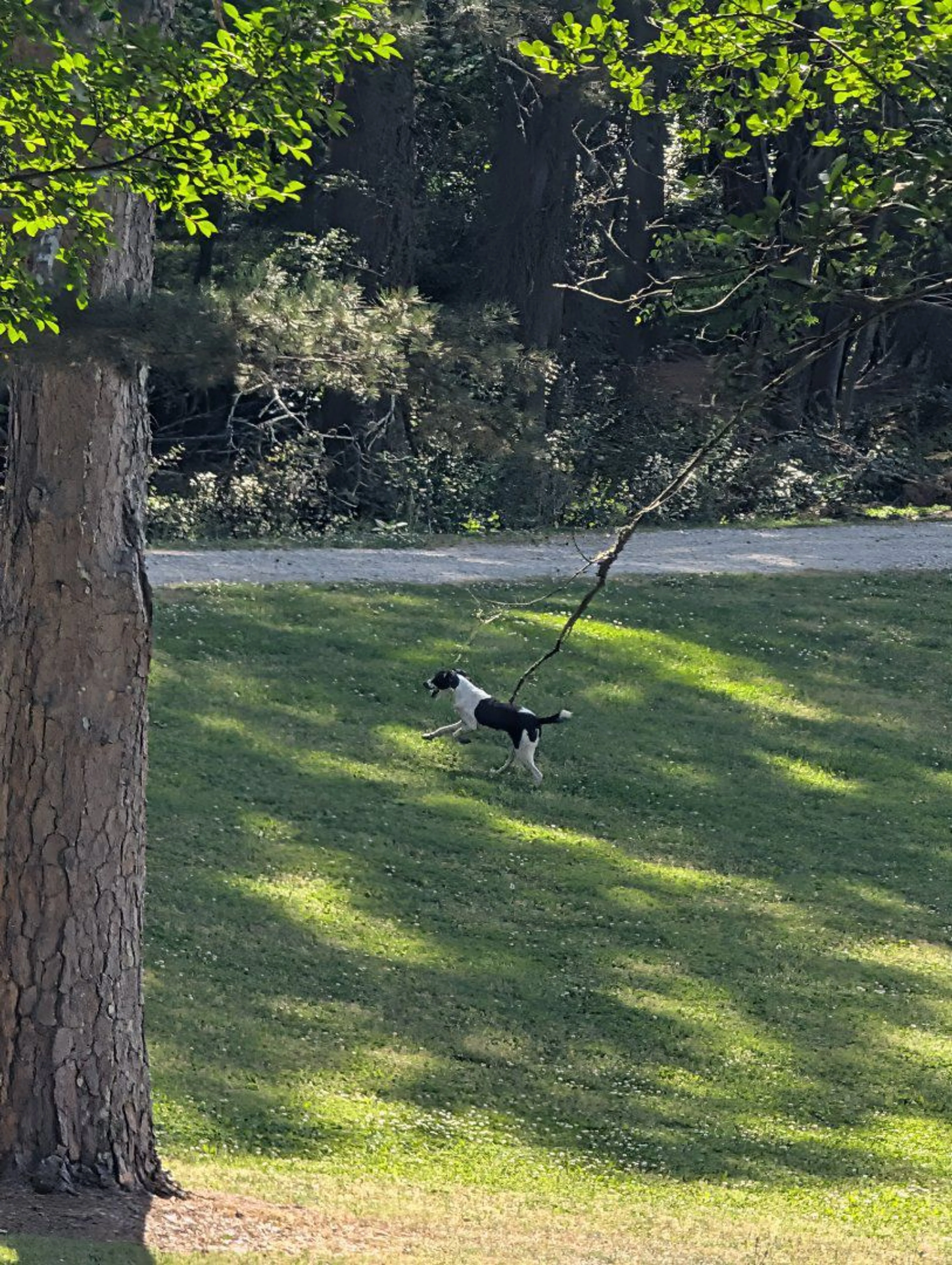 Lost pet-1