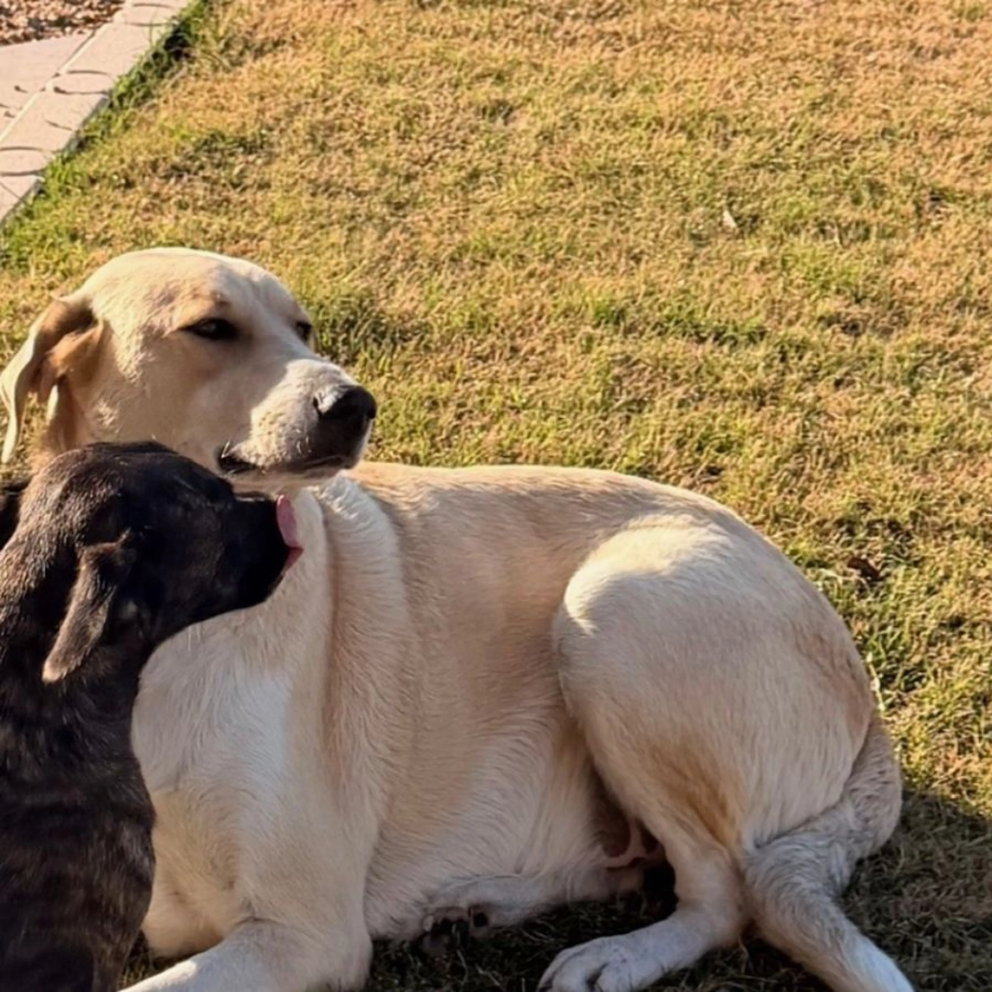 Lost pet