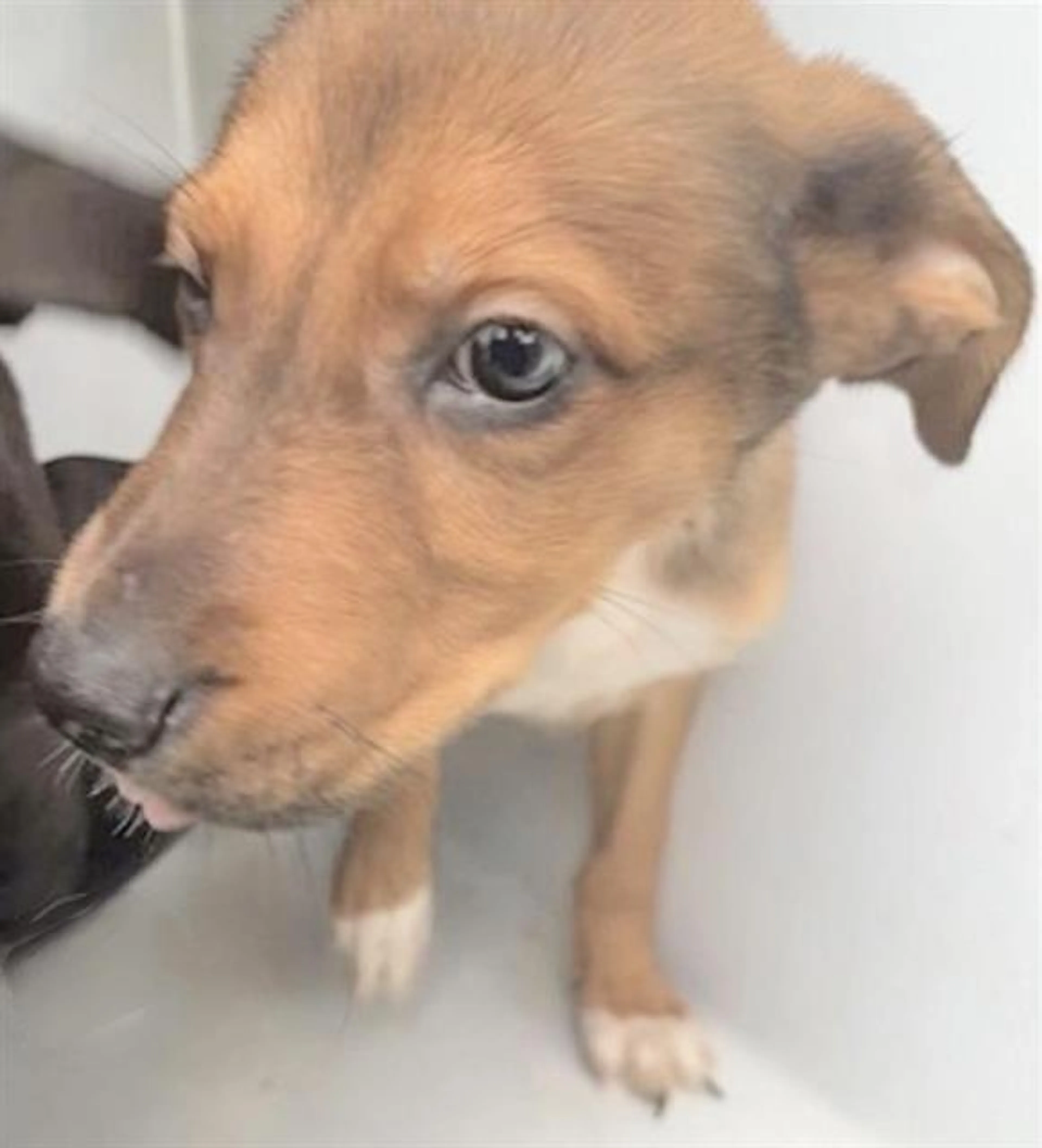 Found pet