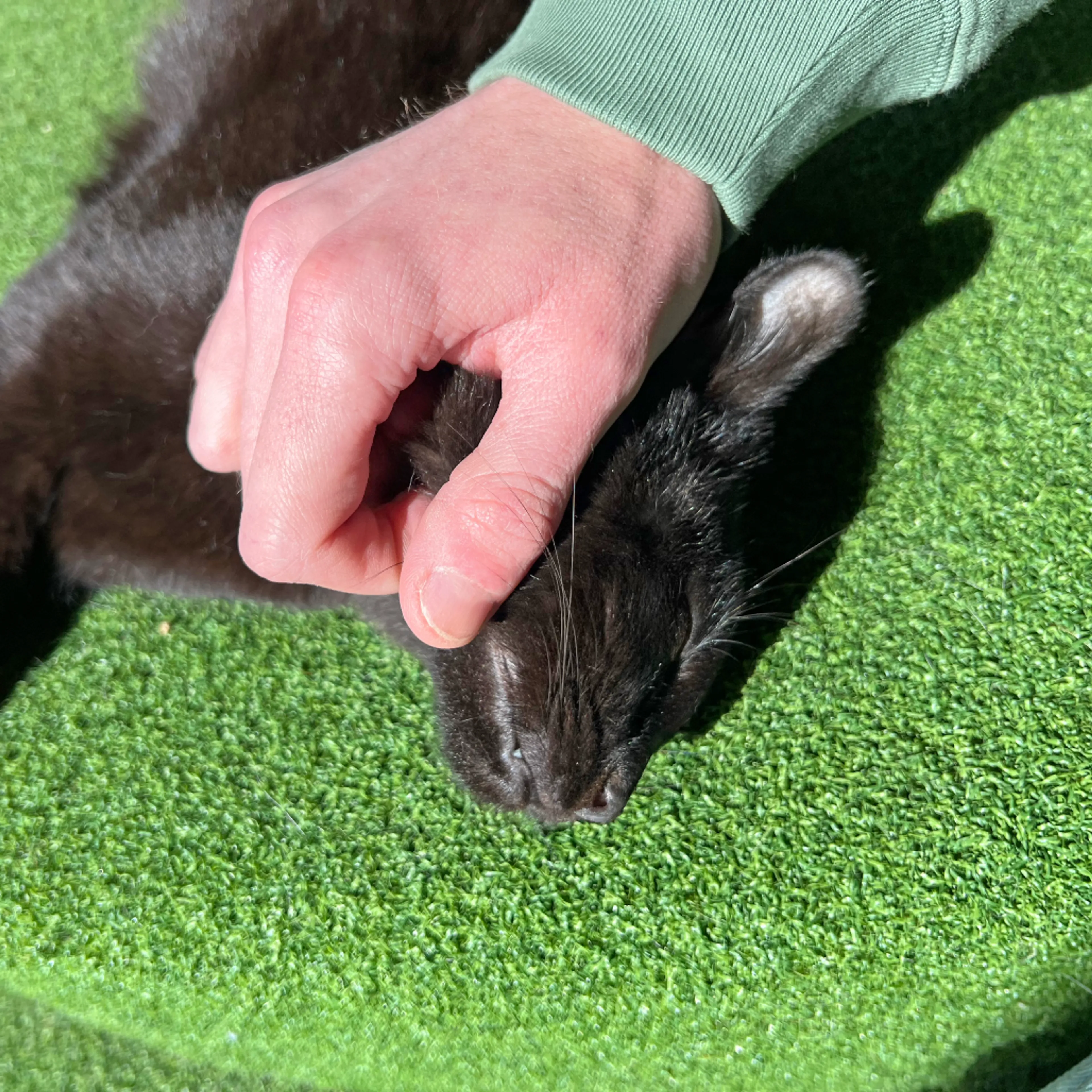 Found pet-2