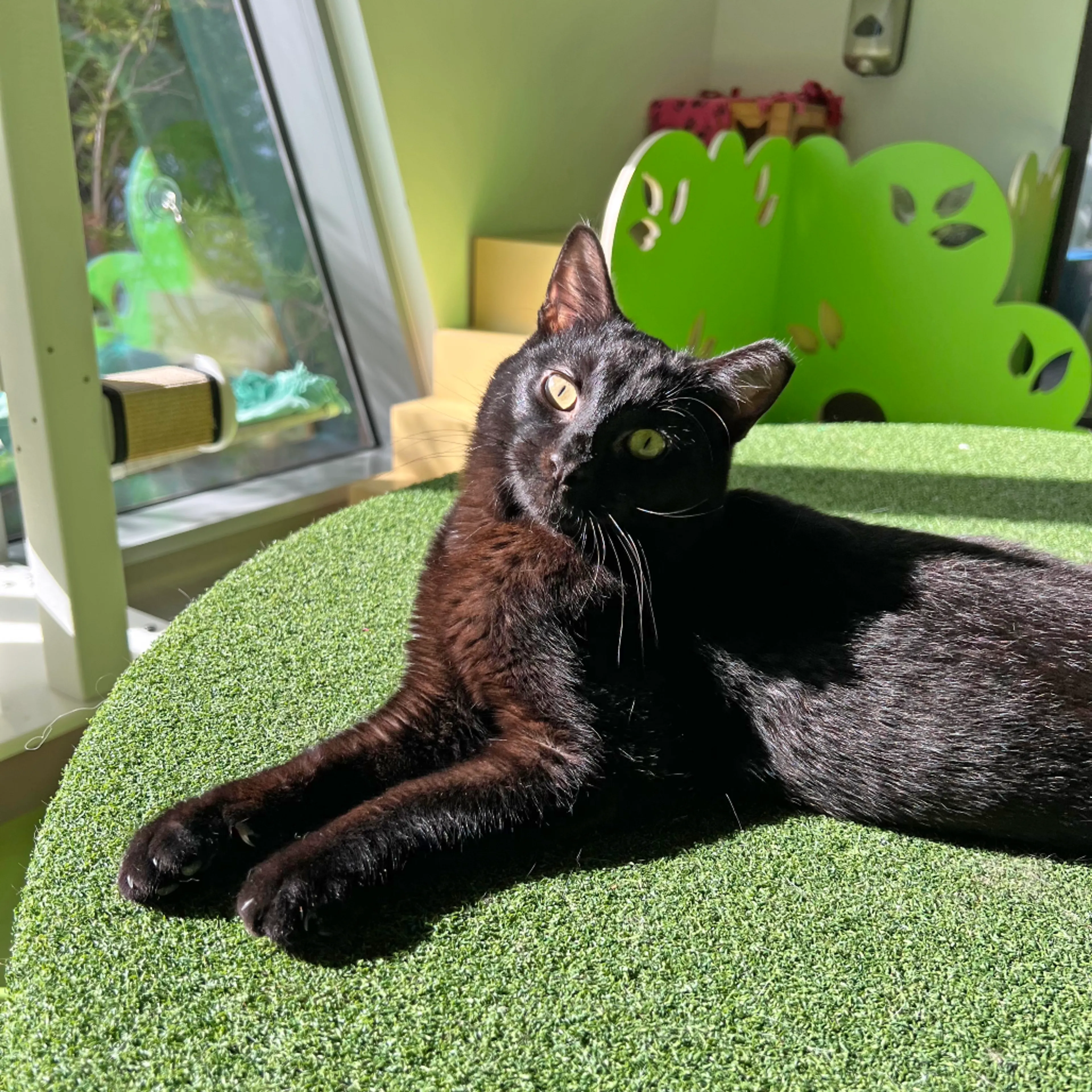 Found pet-1