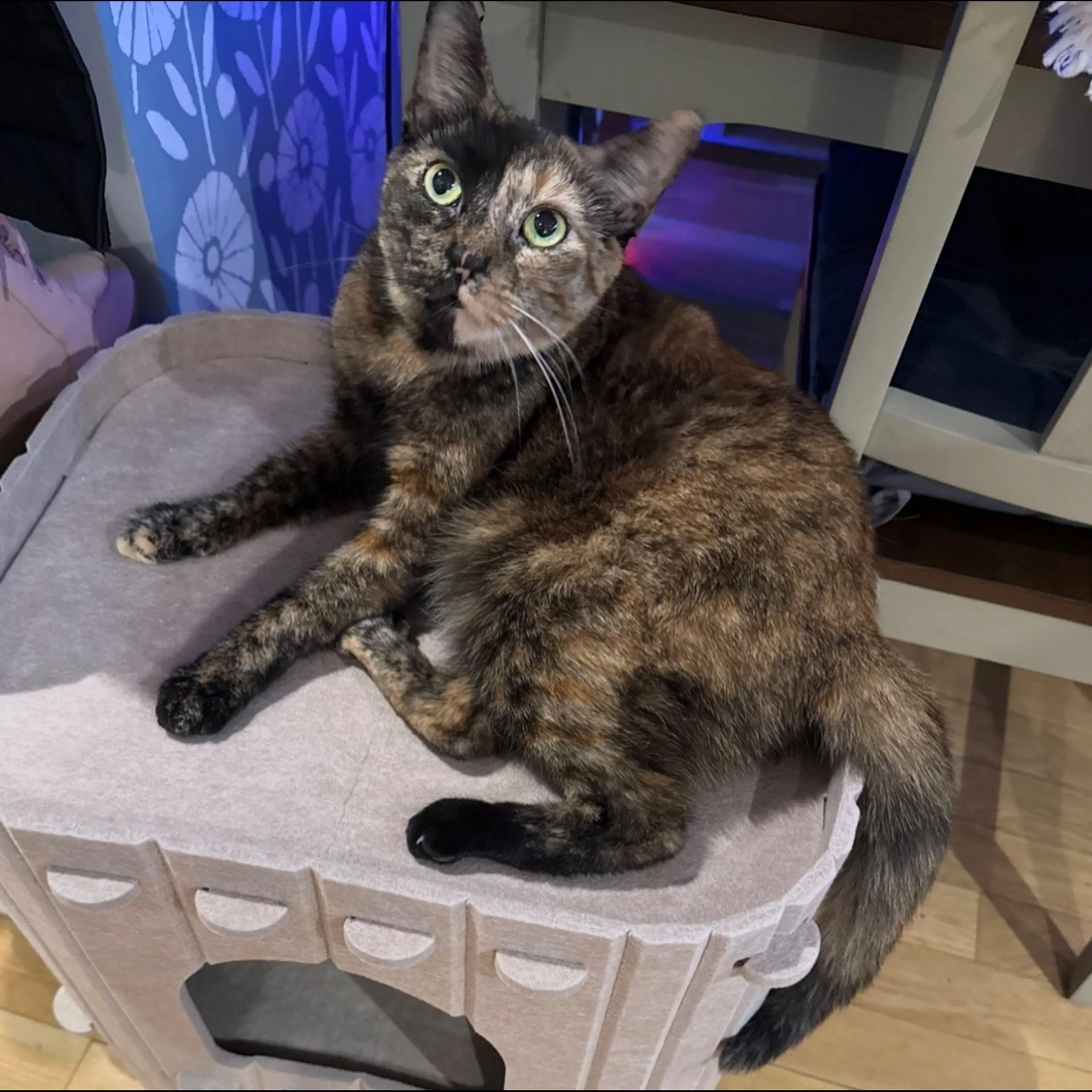 Lost pet