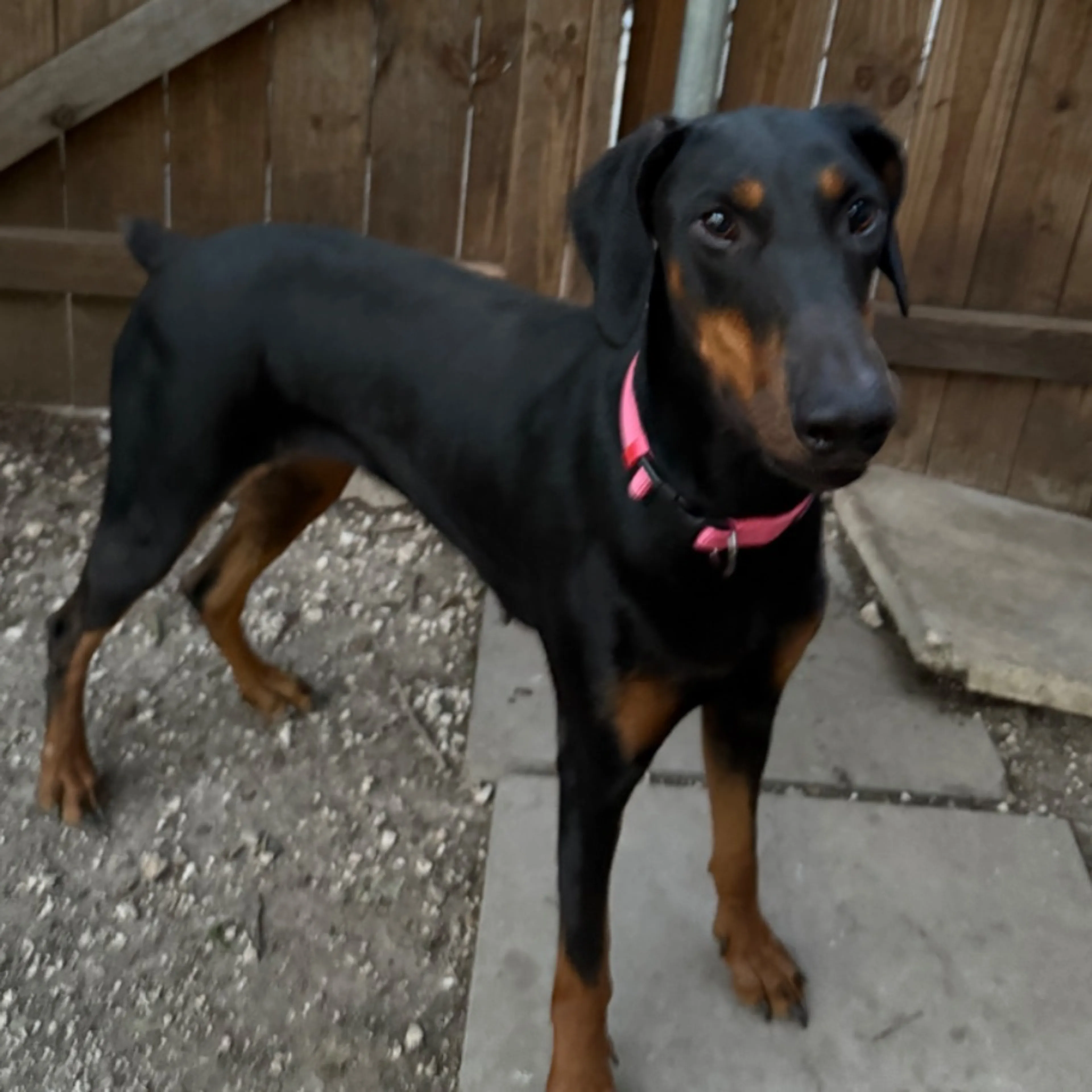 Lost pet