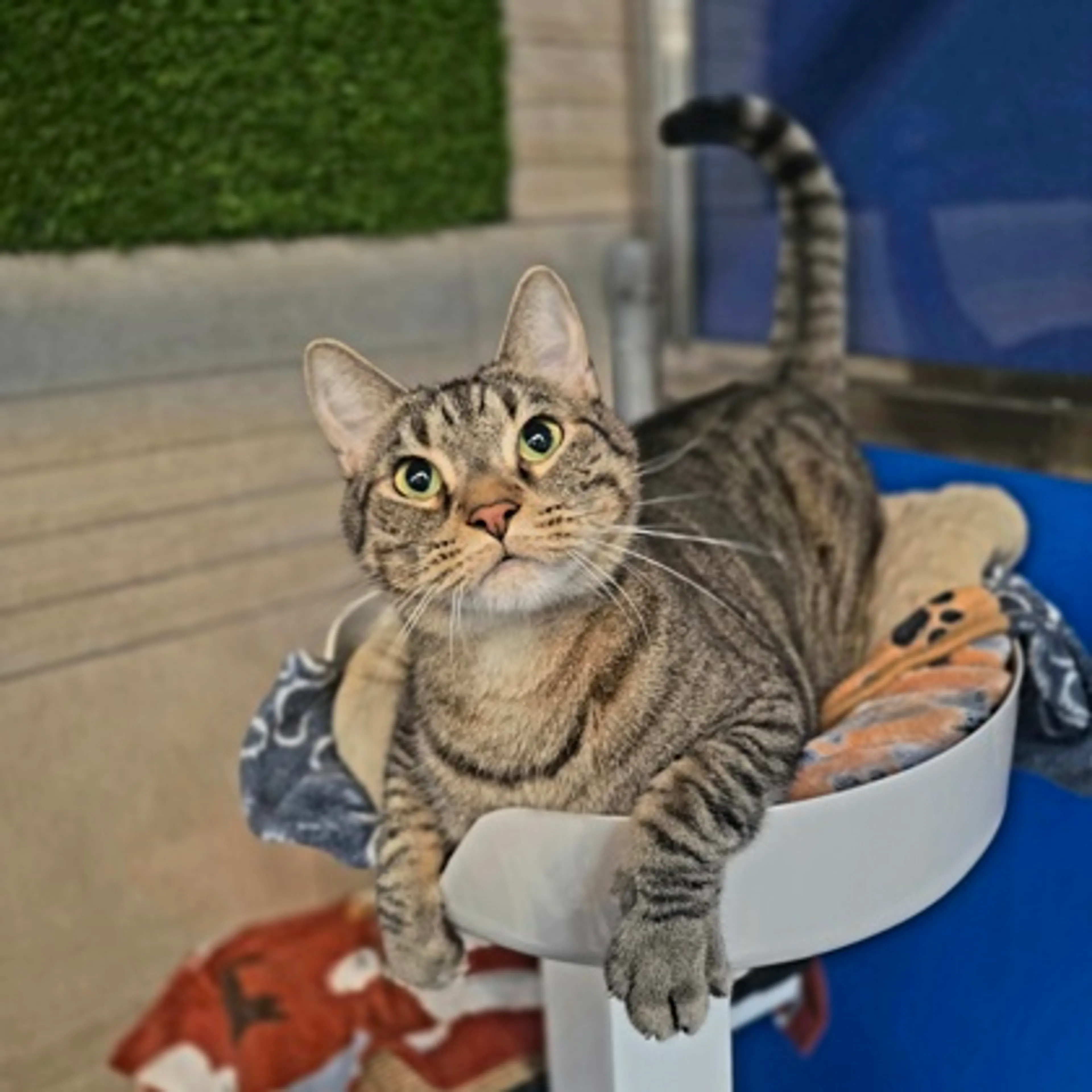 Found pet-1