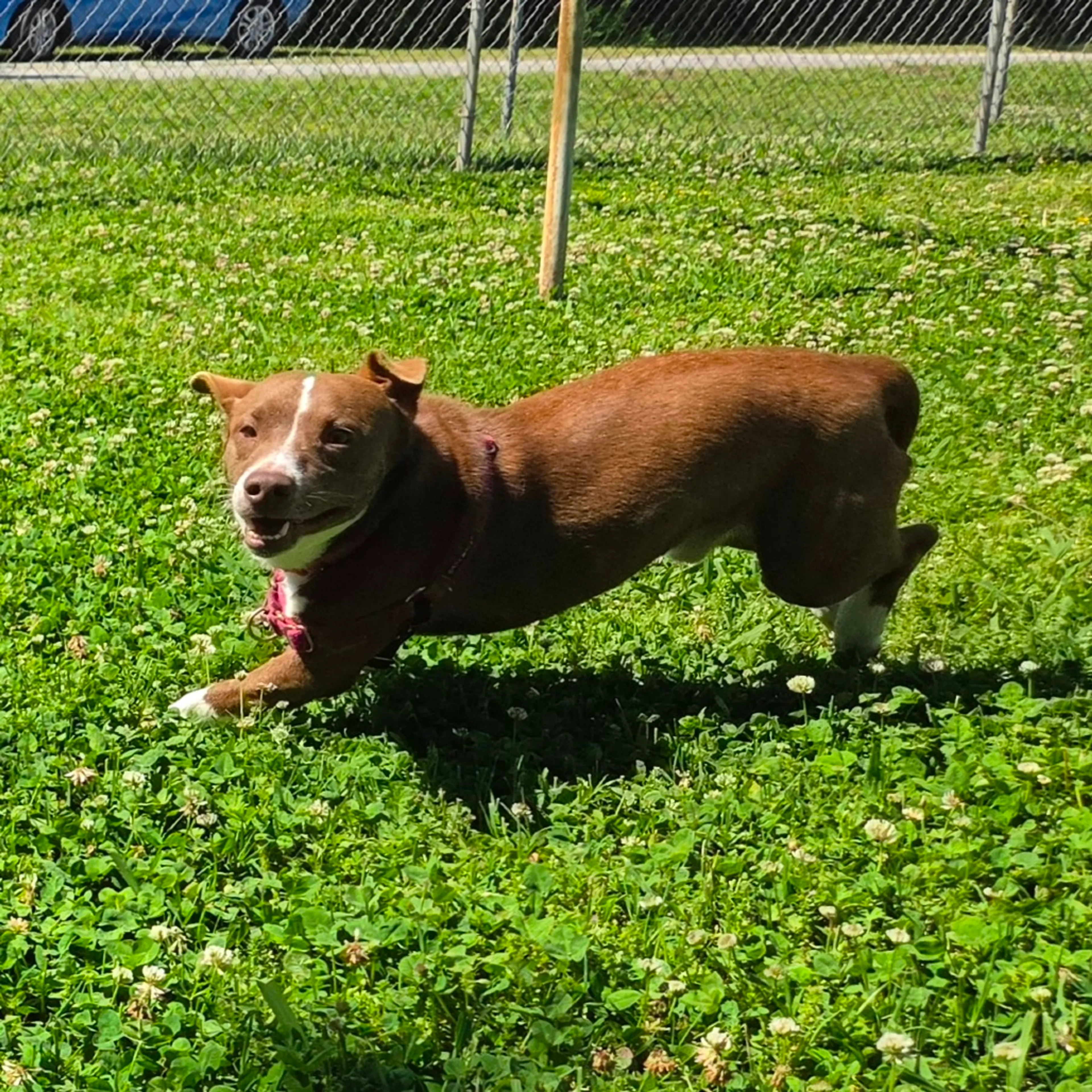 Found pet-4