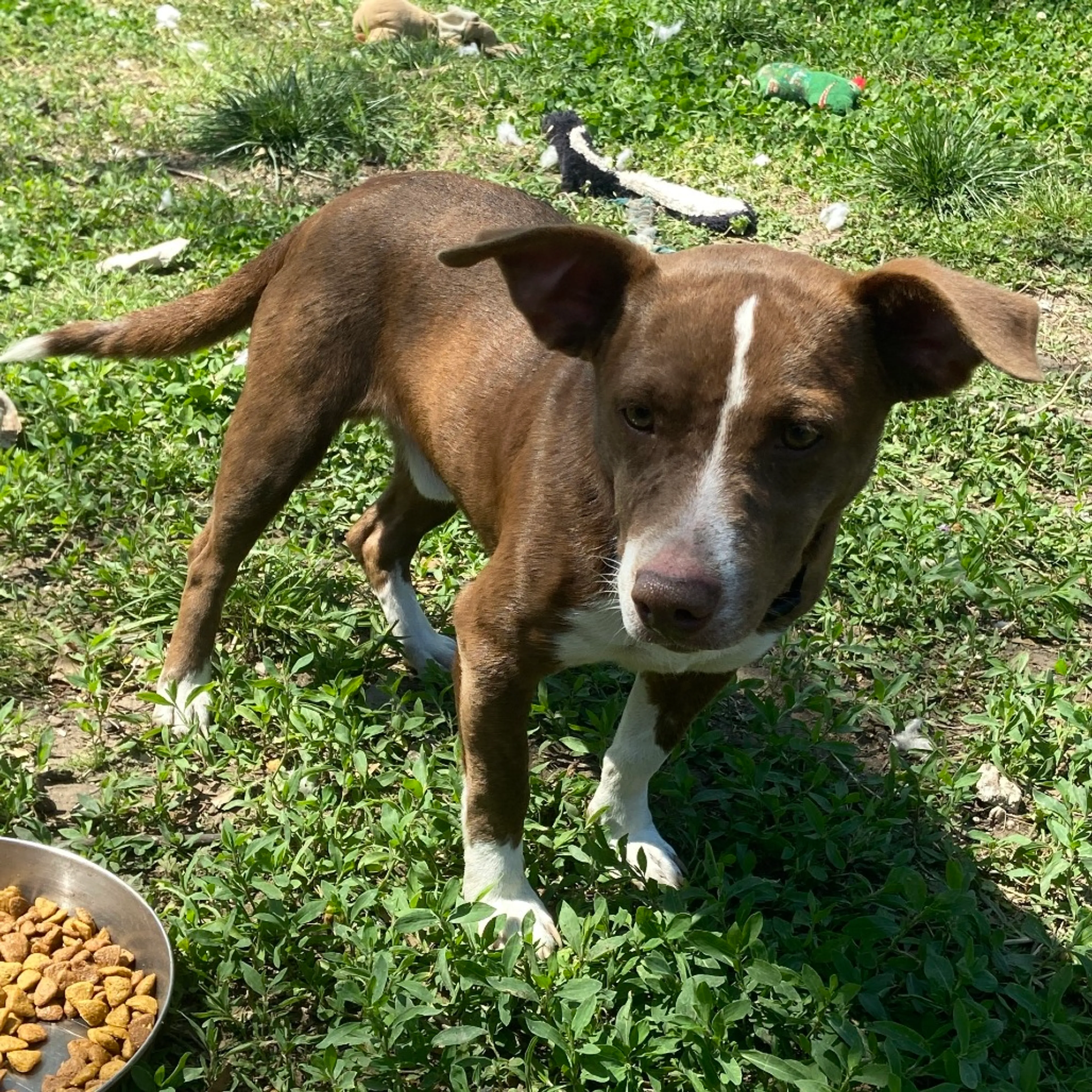 Found pet-1