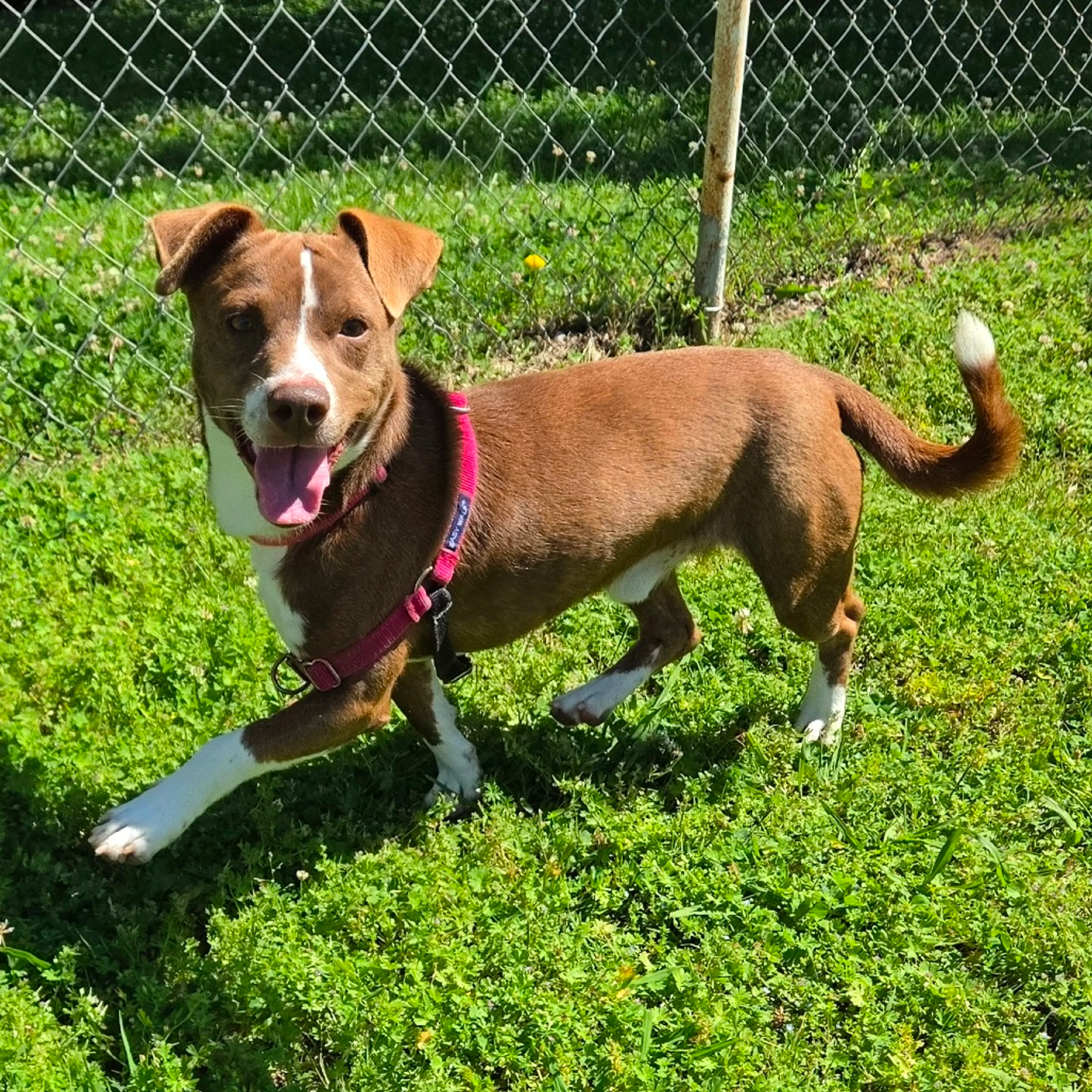Found pet-14