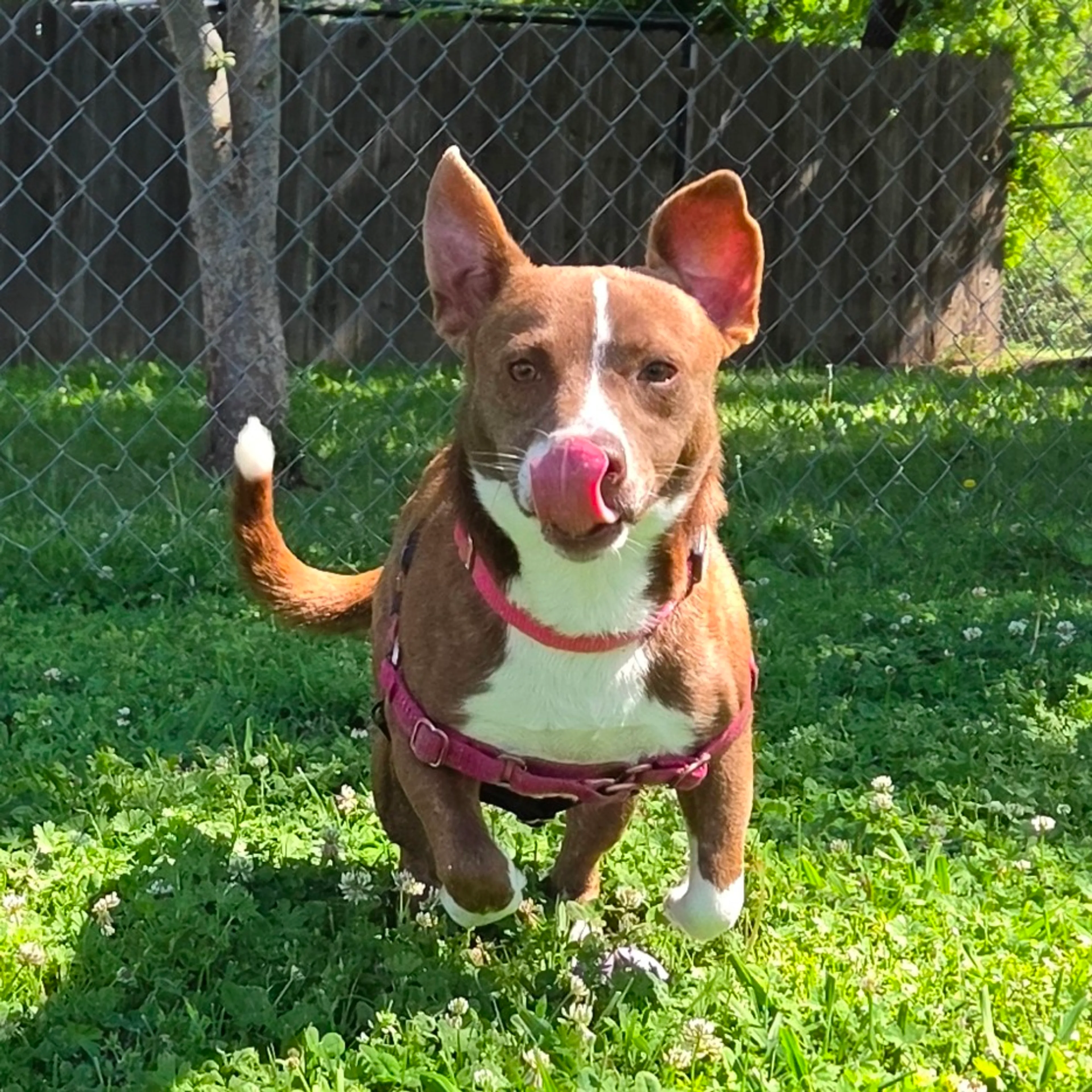 Found pet-11