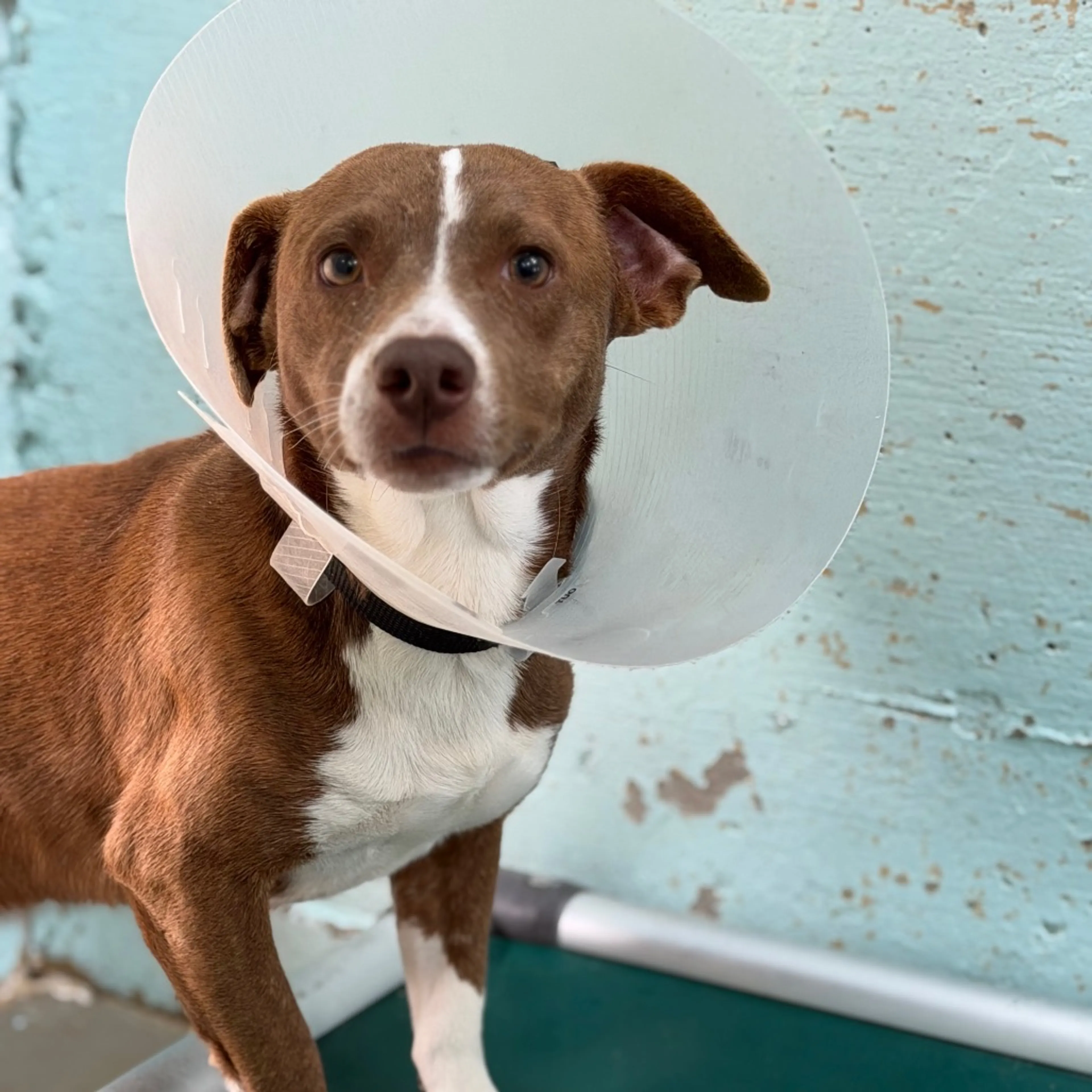 Found pet-2