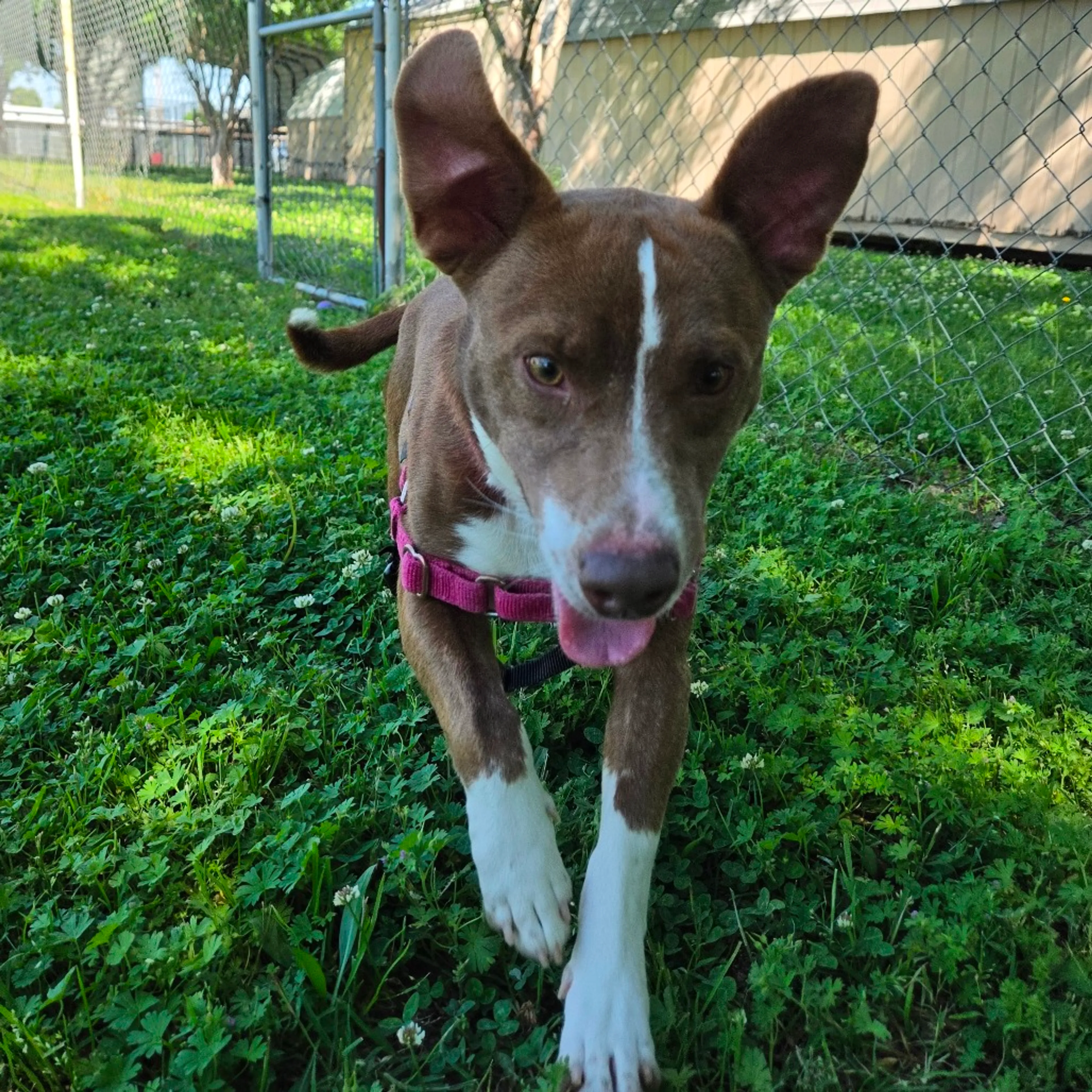 Found pet-10