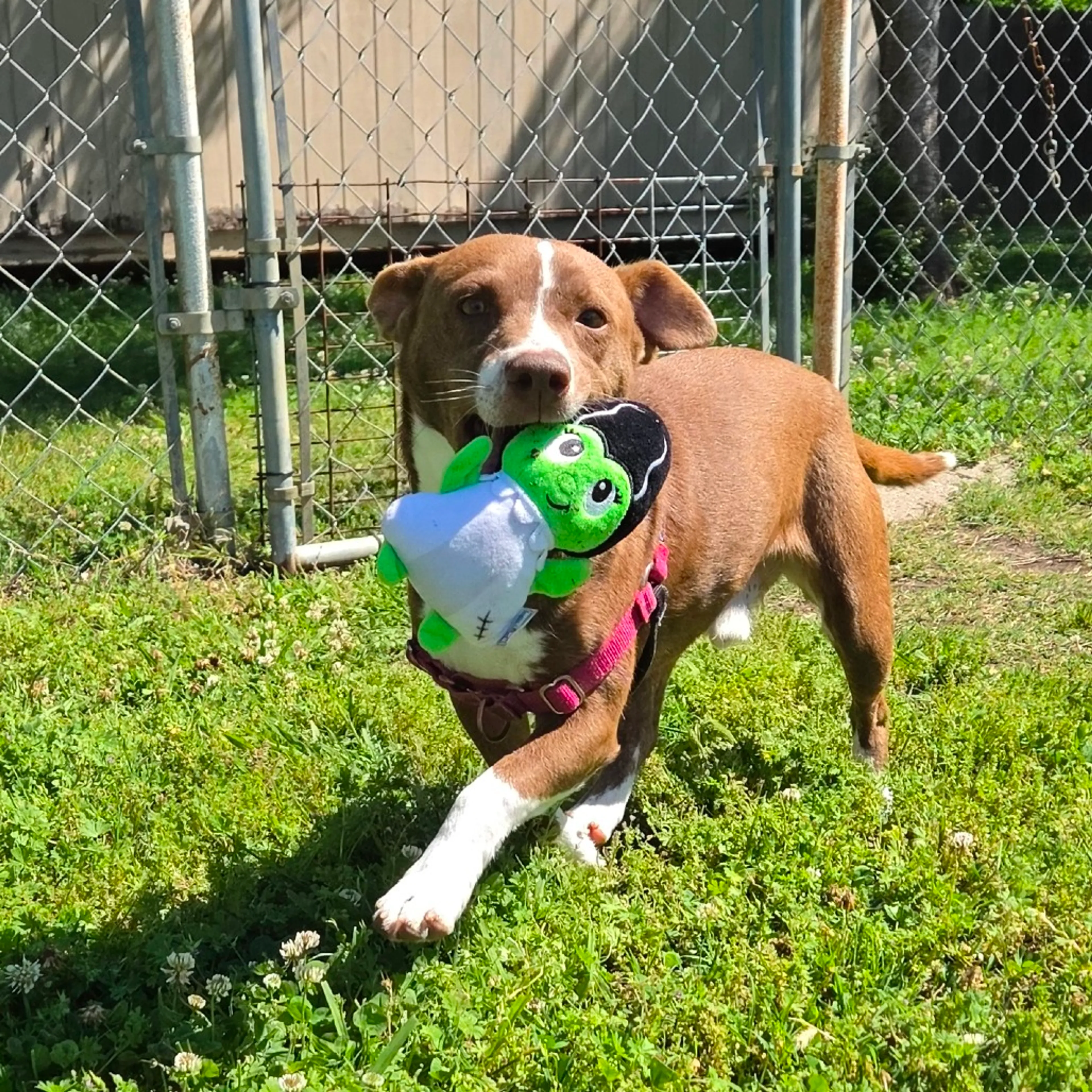 Found pet-13