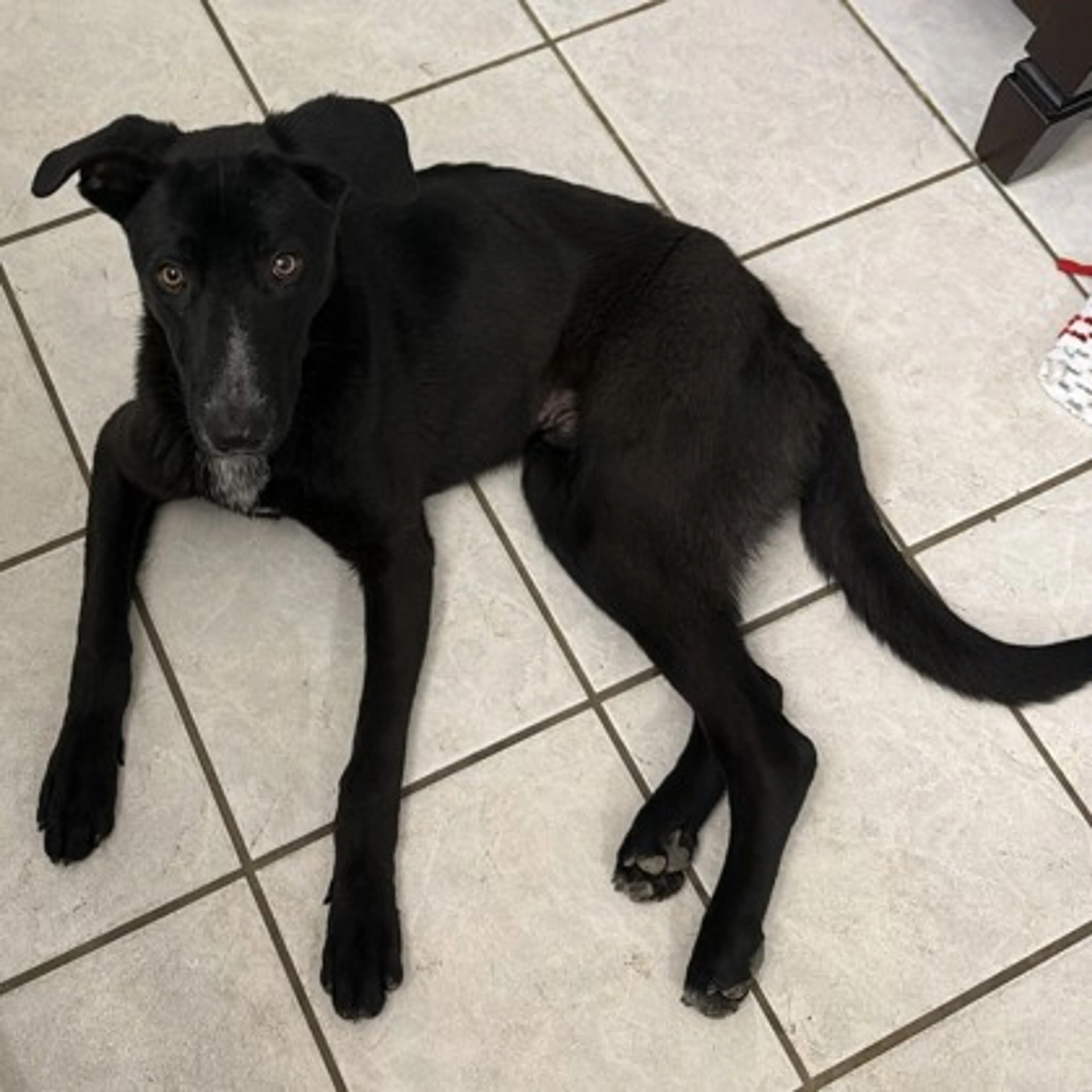 Found pet-1