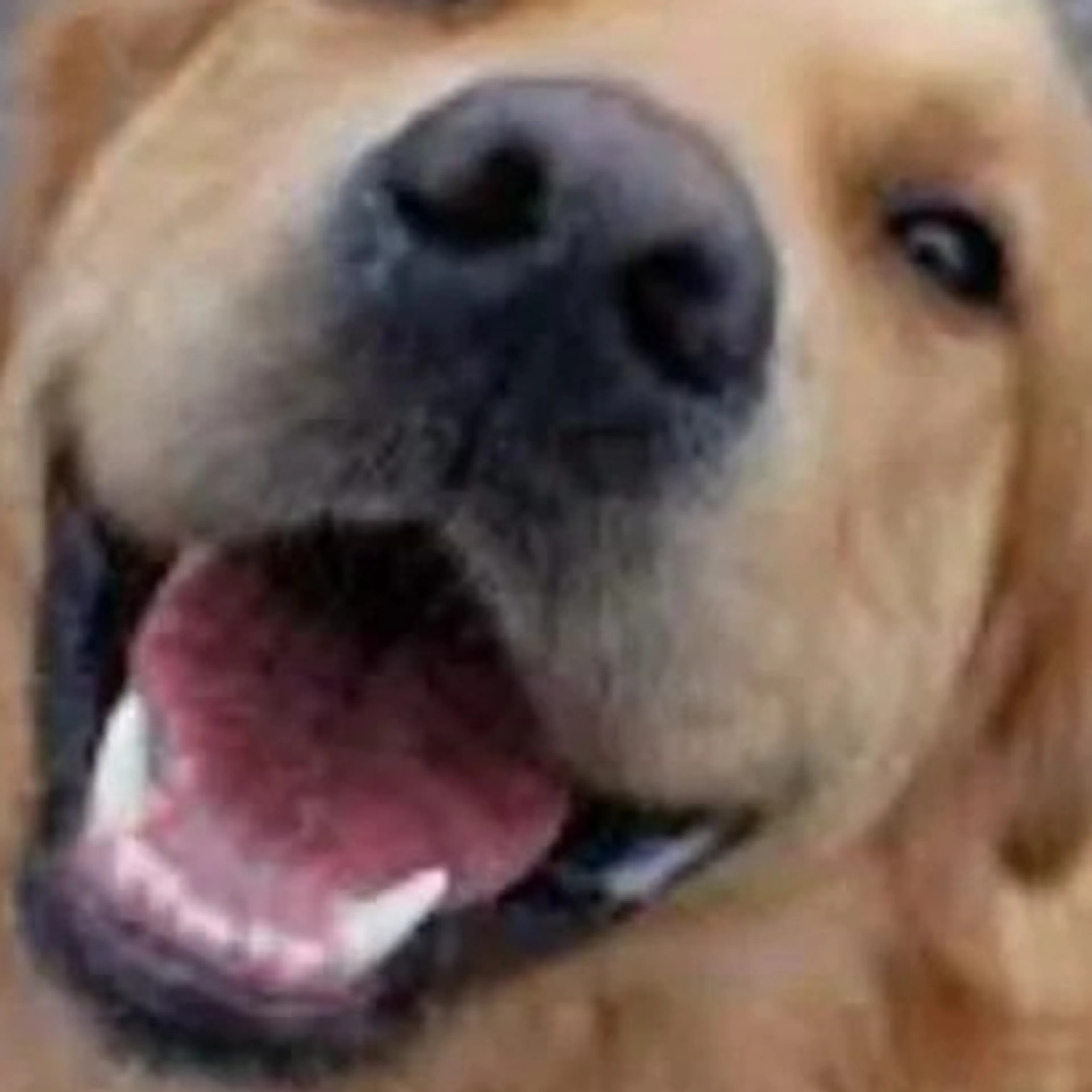 cdn image