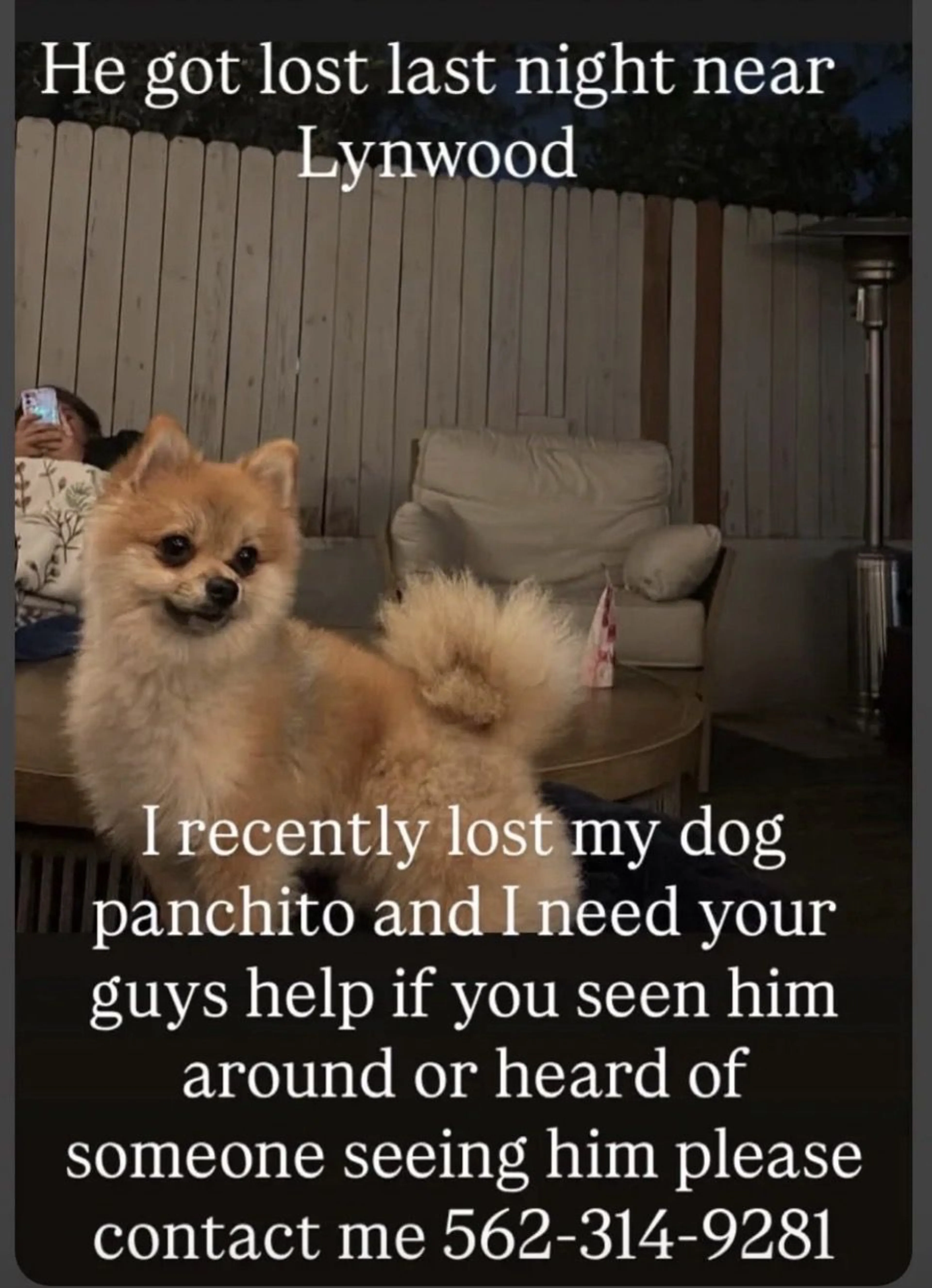 Lost pet